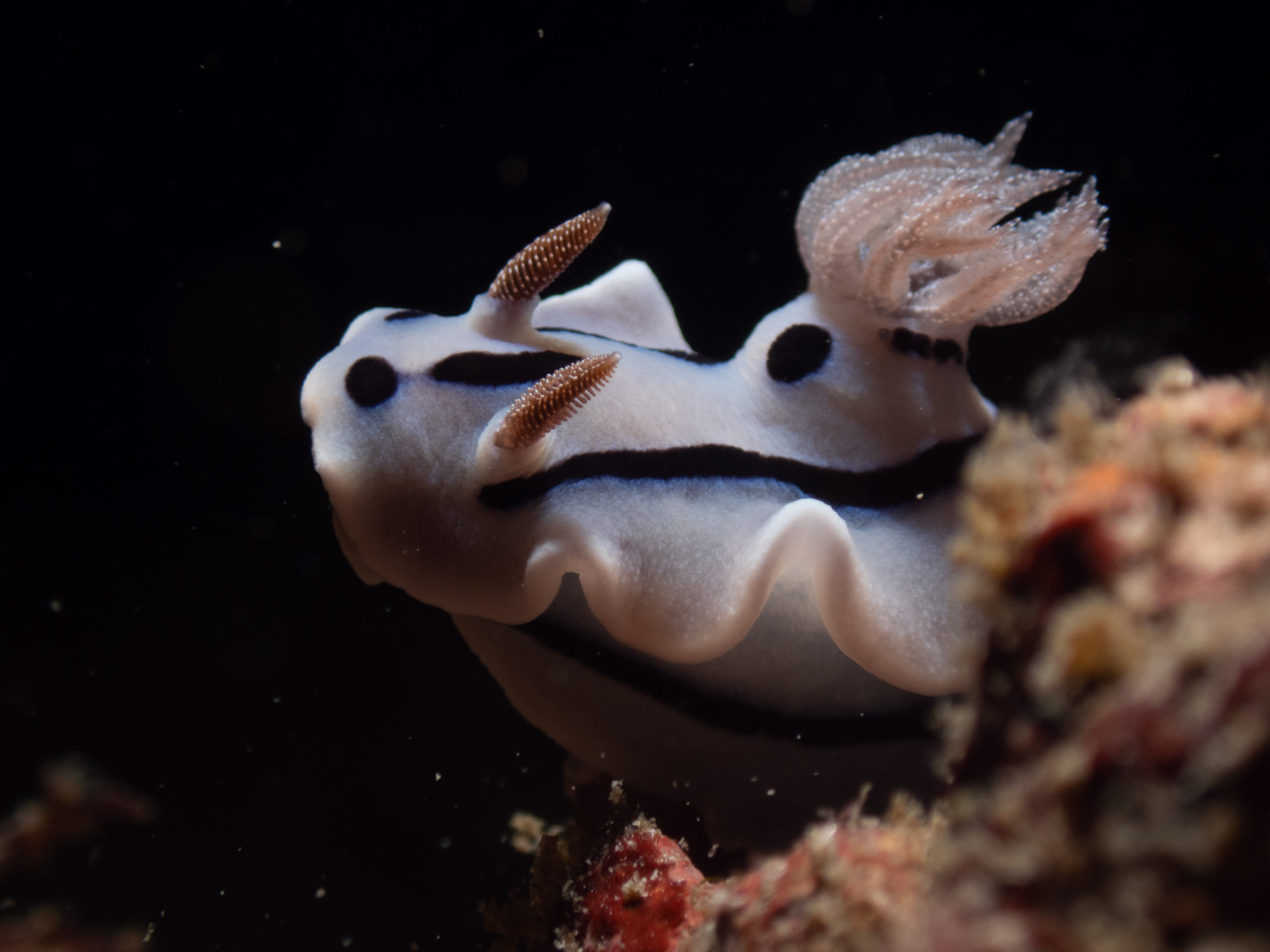 Nudibranch