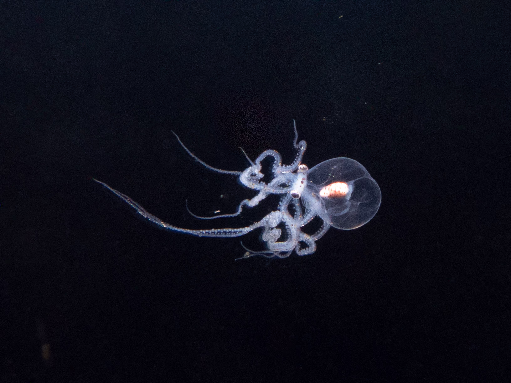 Image 14 from Philippines 2024 album