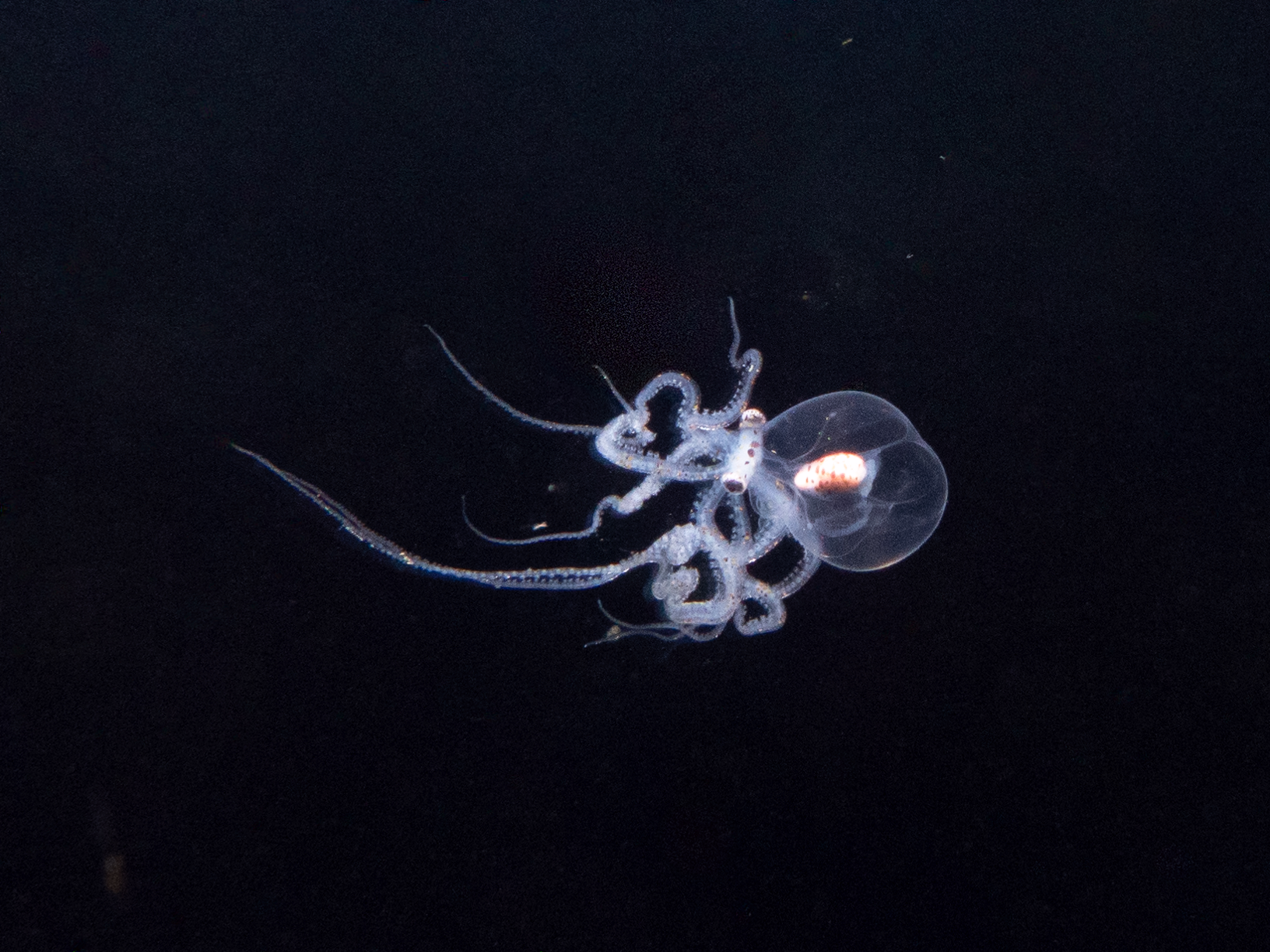 Image from Philippines 2024