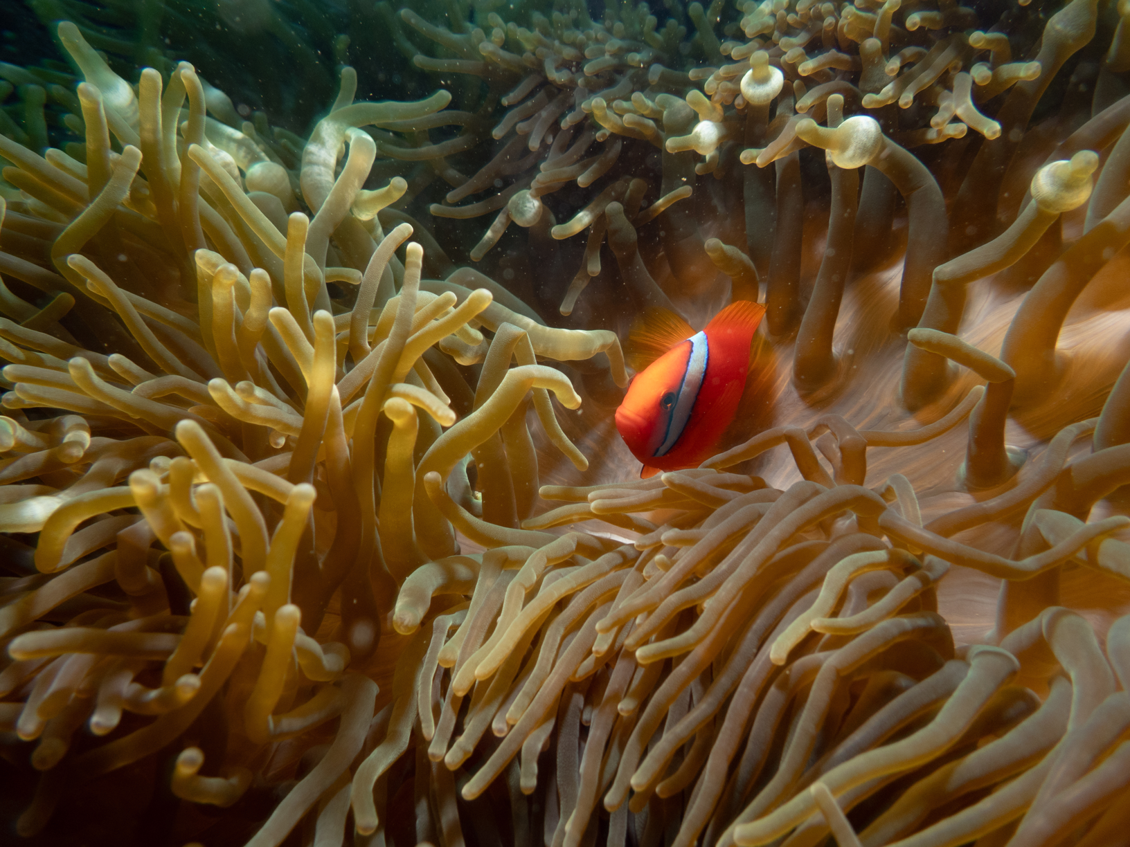 Image from Philippines 2024