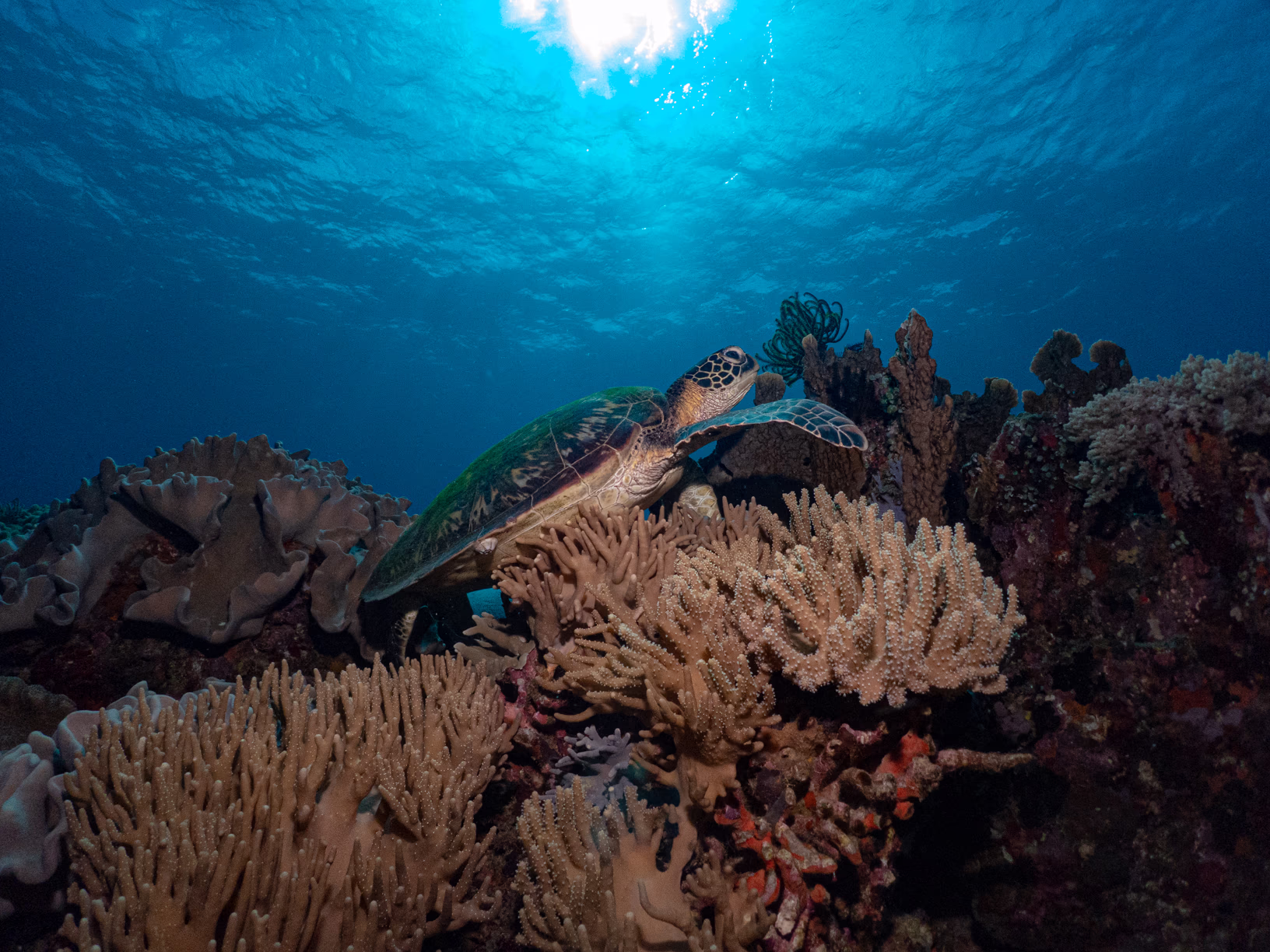 Image 21 from Philippines 2024 album