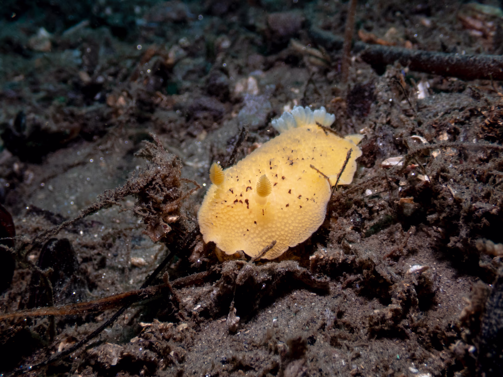Image 1 from Monterey Miscellany album