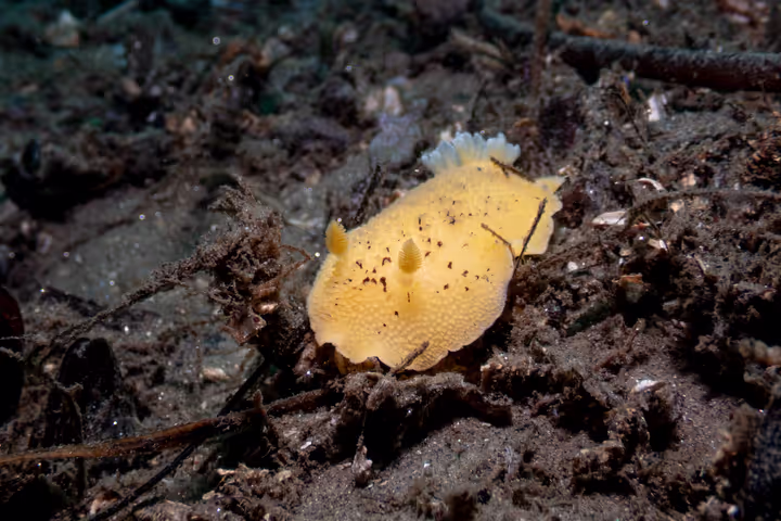Monterey Miscellany