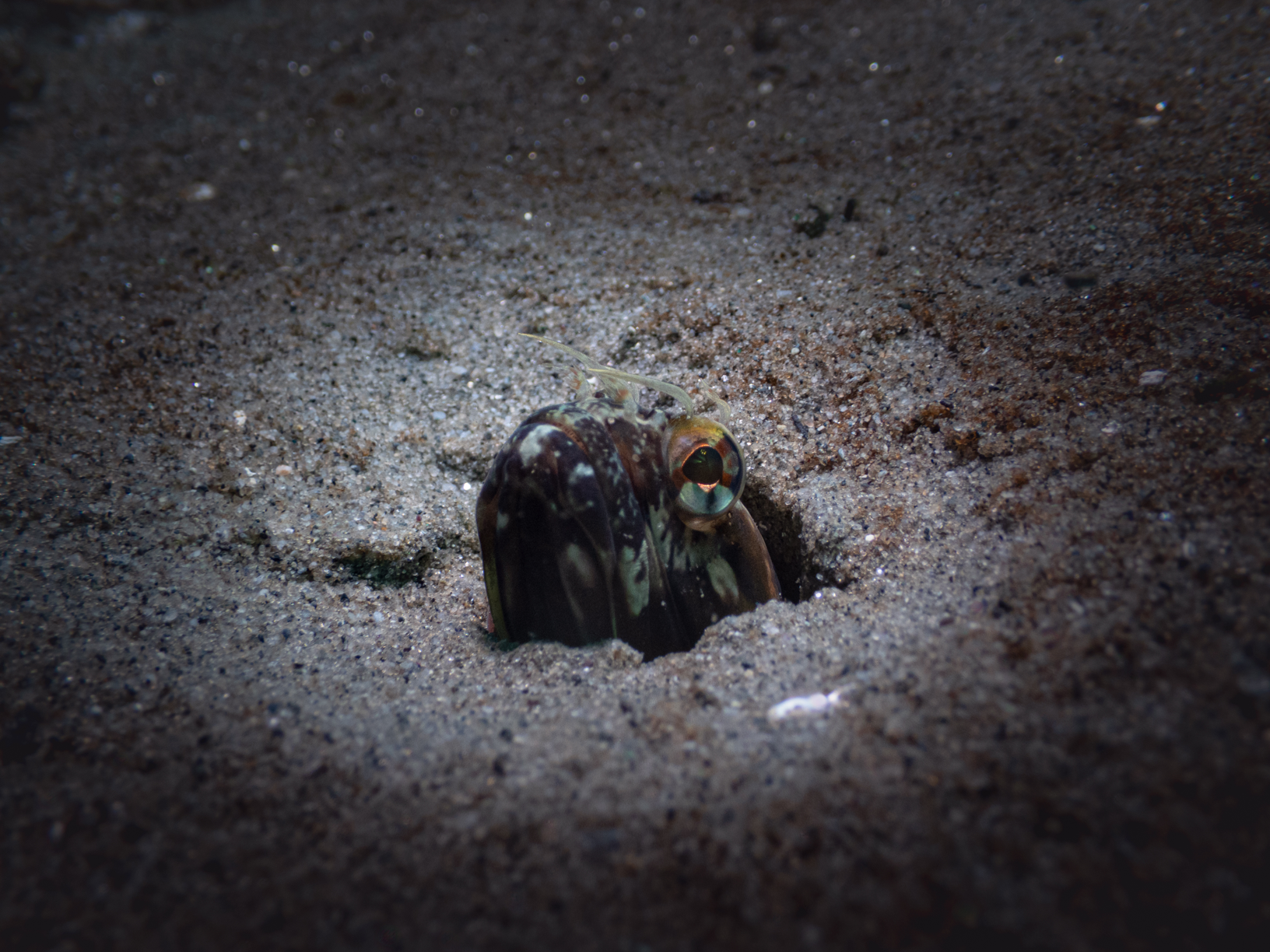 Image from Monterey Miscellany