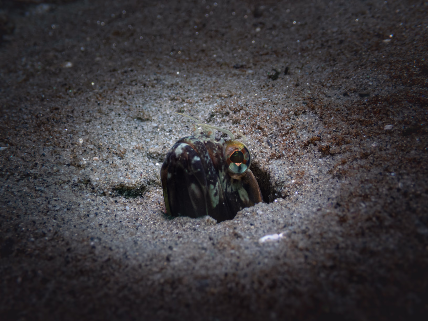 Image 2 from Monterey Miscellany album