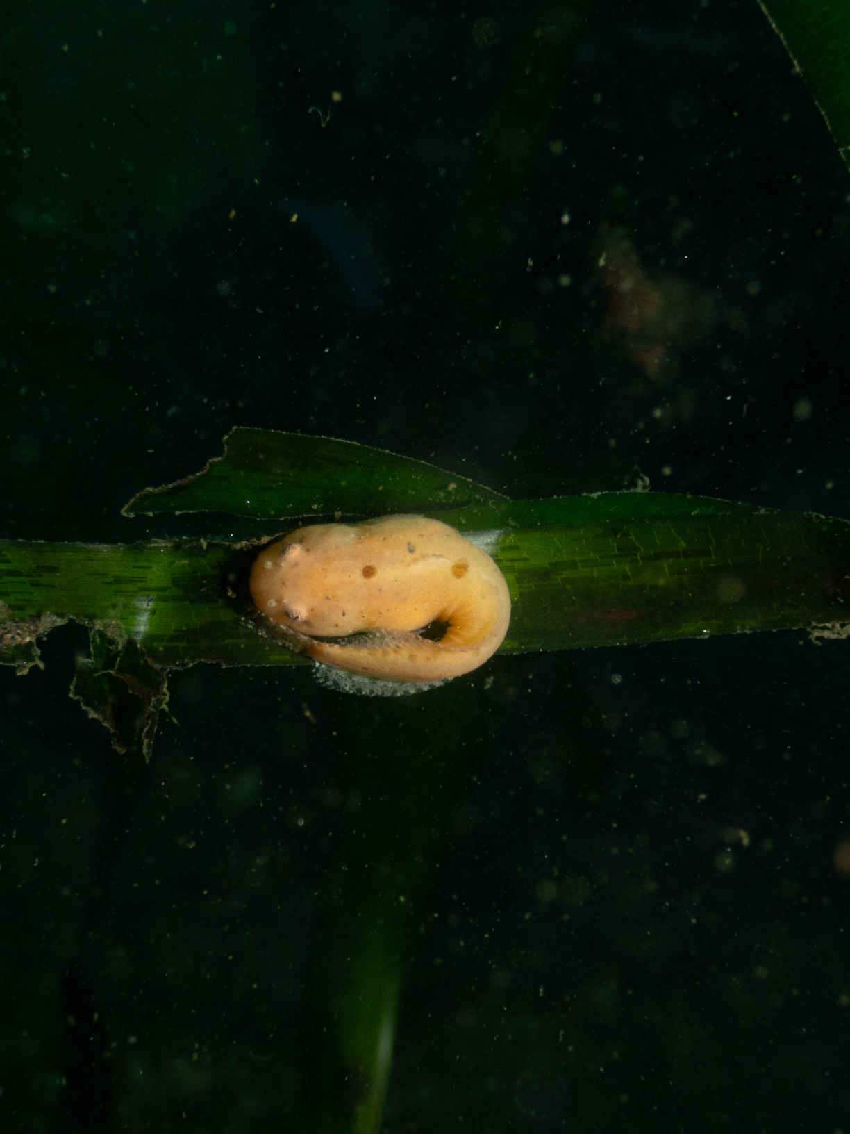 Image from Monterey Miscellany