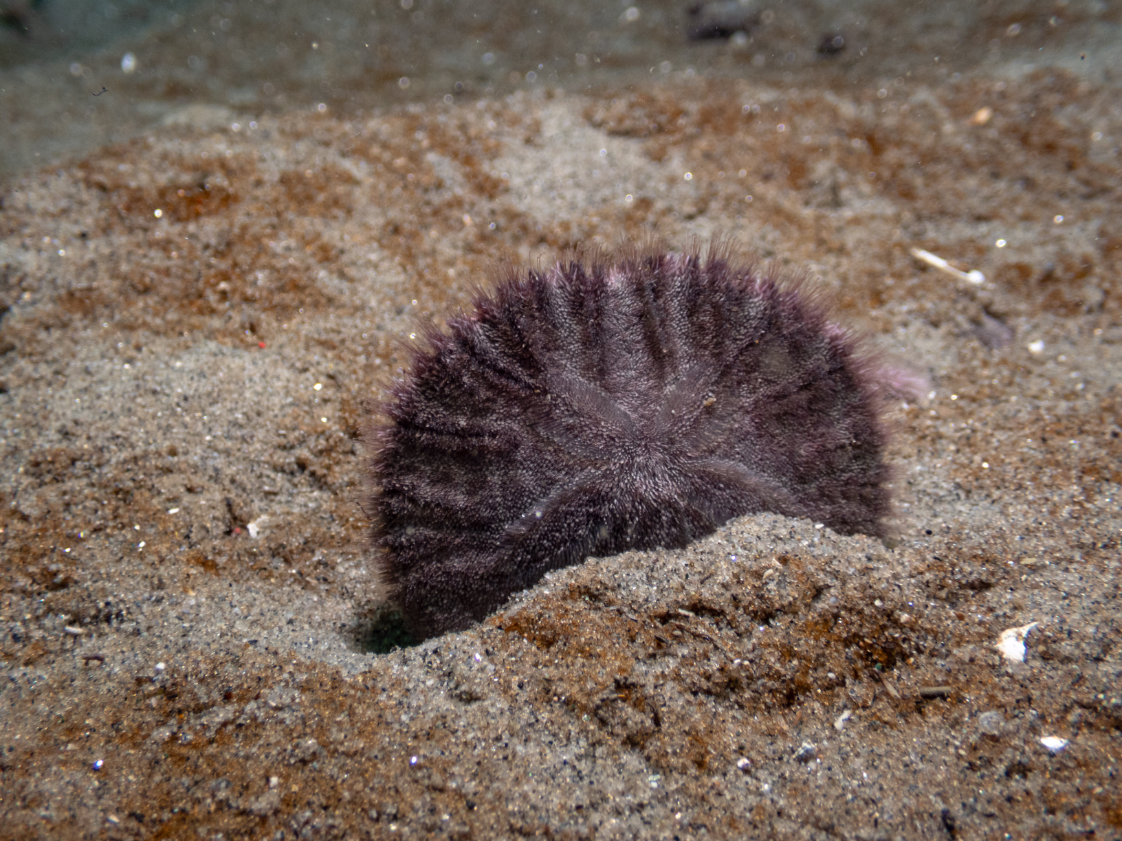 Image from Monterey Miscellany