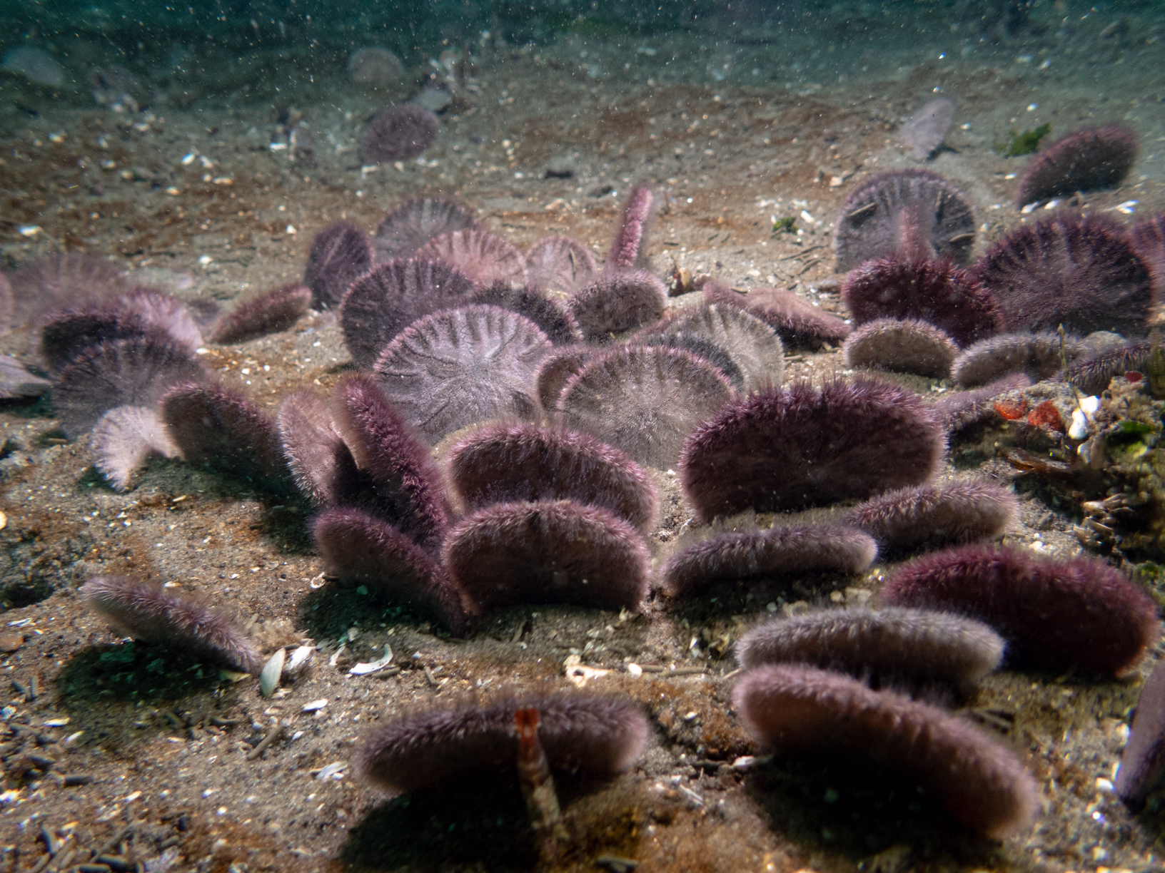 Image 5 from Monterey Miscellany album