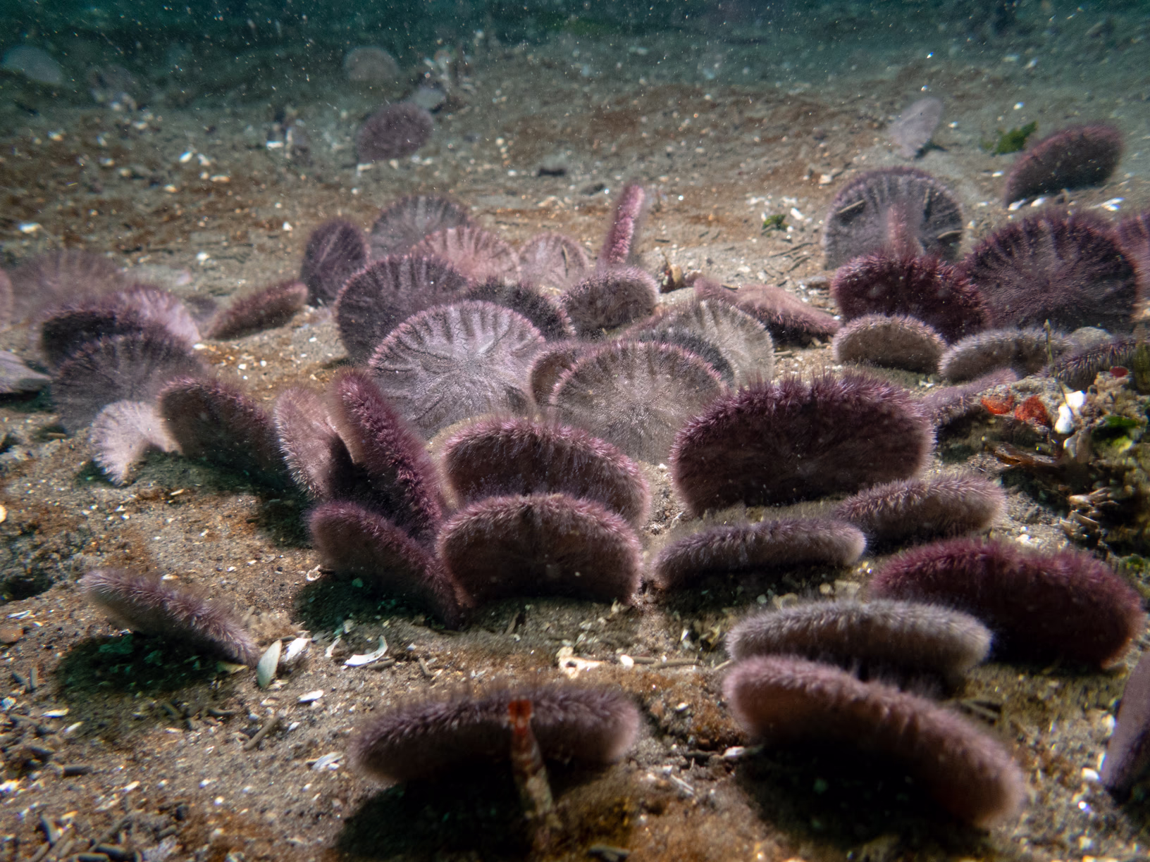 Image 5 from Monterey Miscellany album
