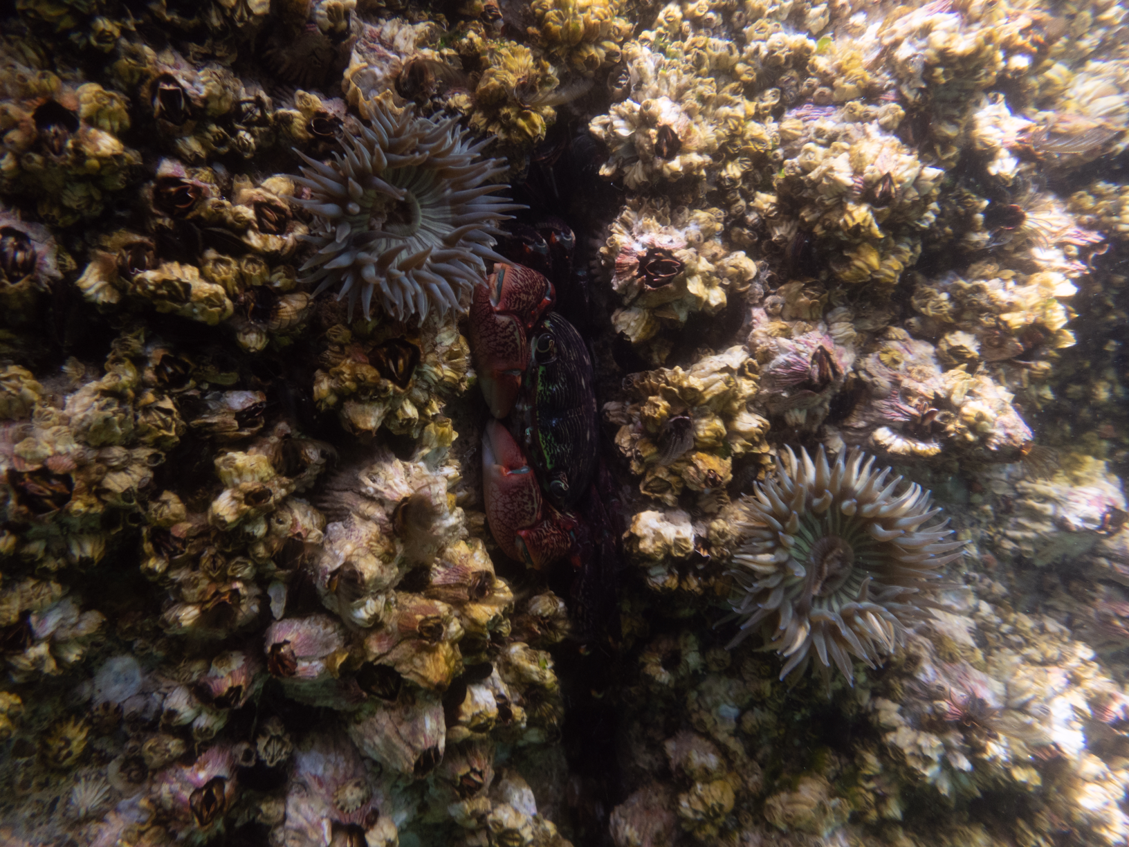 Image from Monterey Miscellany