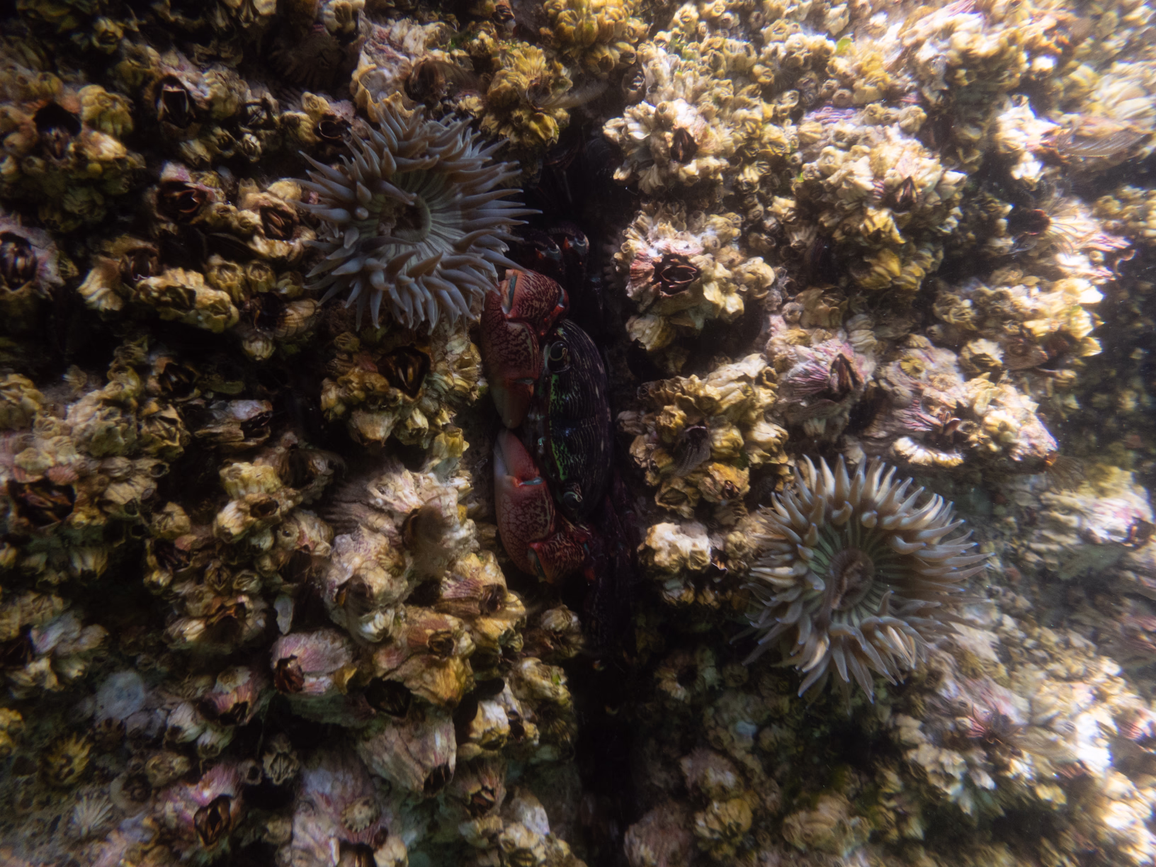 Image 6 from Monterey Miscellany album