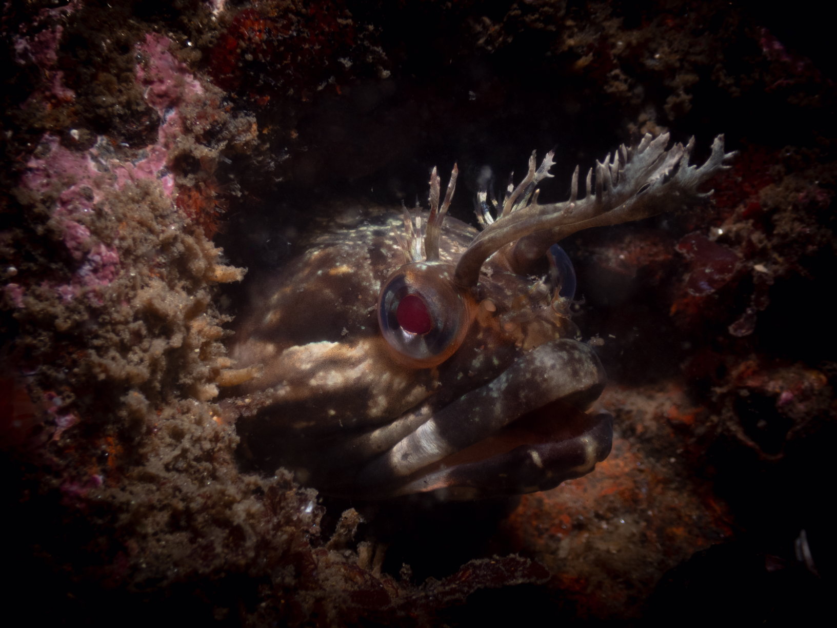 Image from Monterey Miscellany