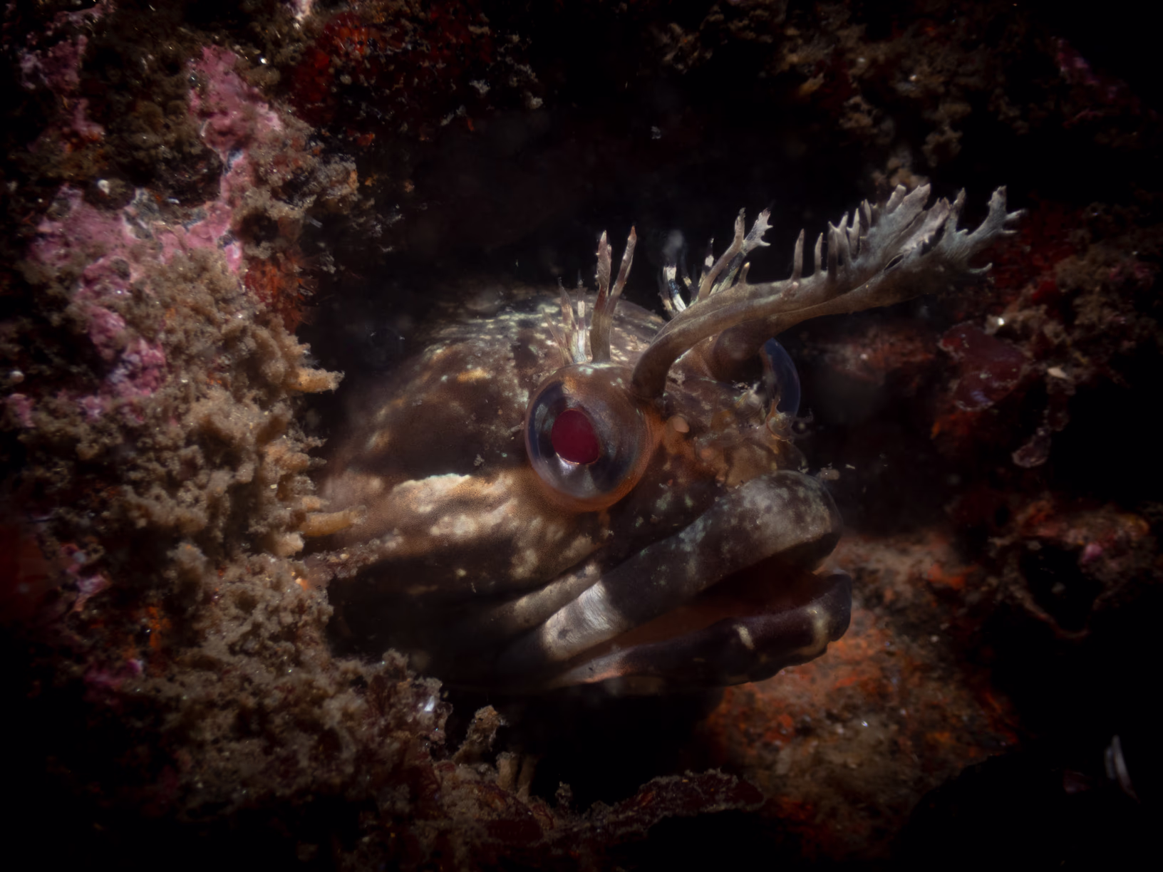 Image 7 from Monterey Miscellany album