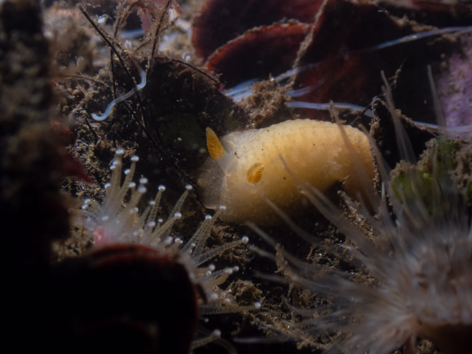 Image 8 from Monterey Miscellany album