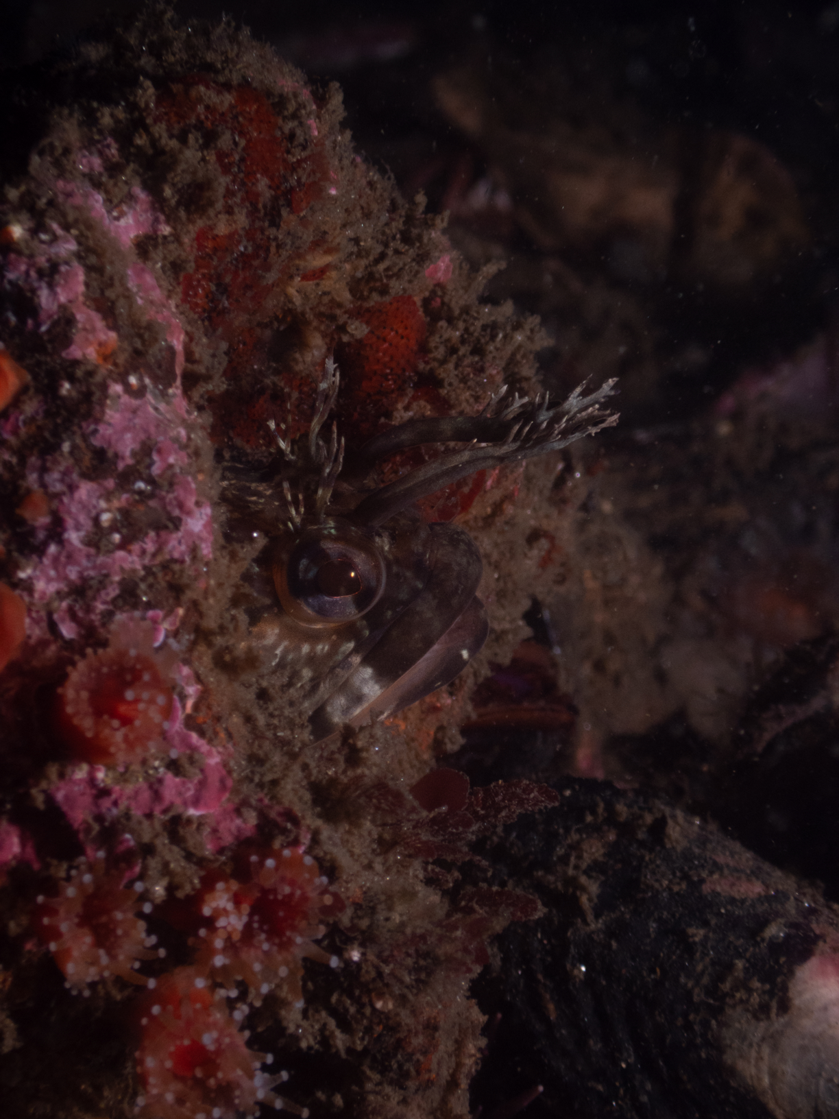 Fringehead