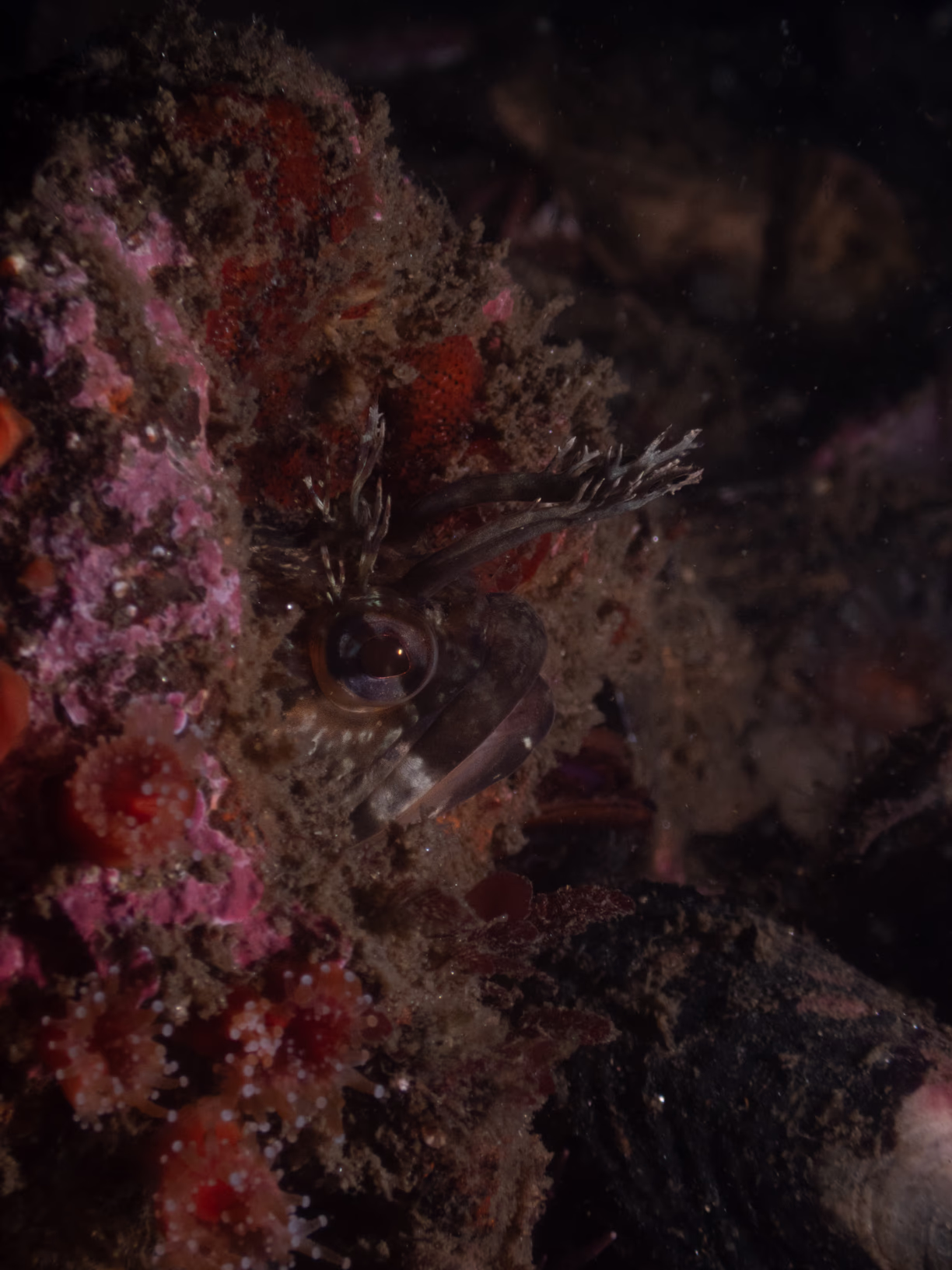 Image 9 from Monterey Miscellany album