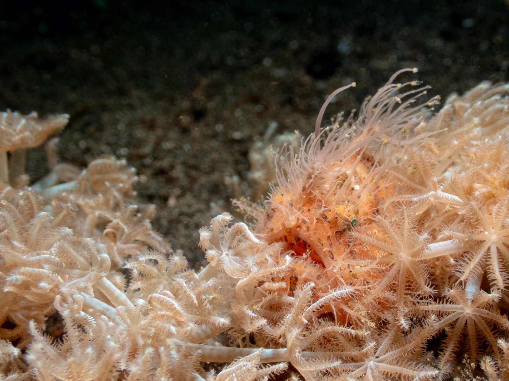 Hairy Frogfish