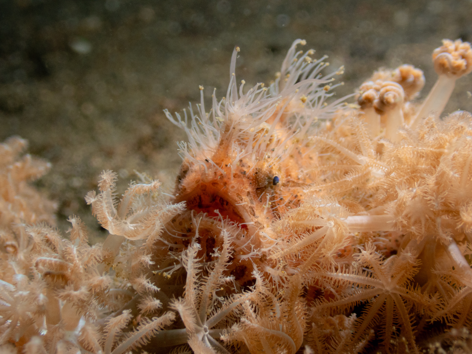 Hairy Frogfish