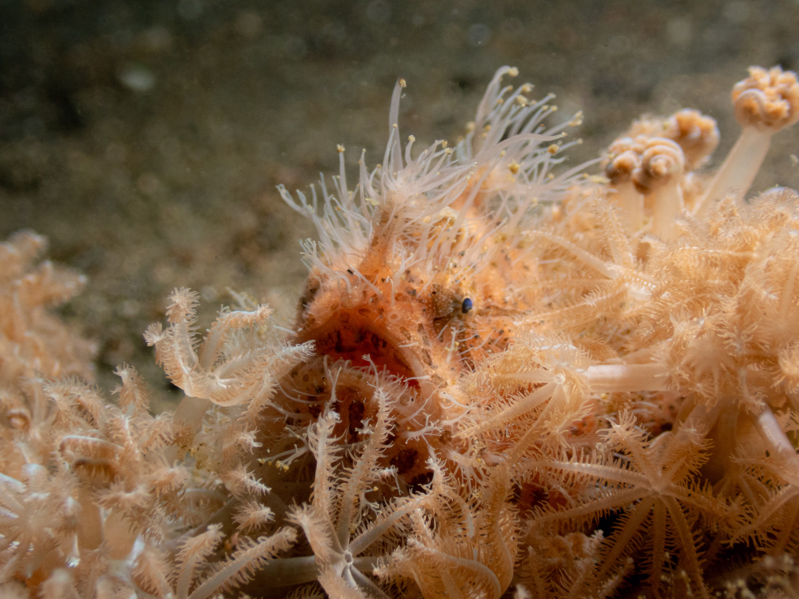 Image 15 from Lembeh 2025 album