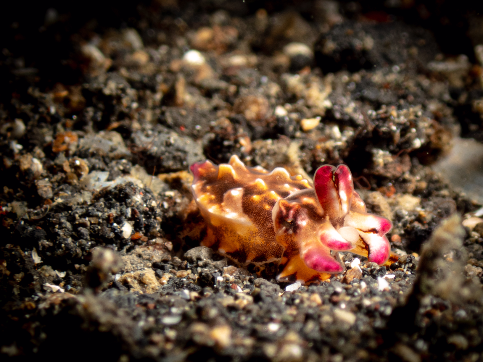 Juvenile Flamboyant Cuttlefish