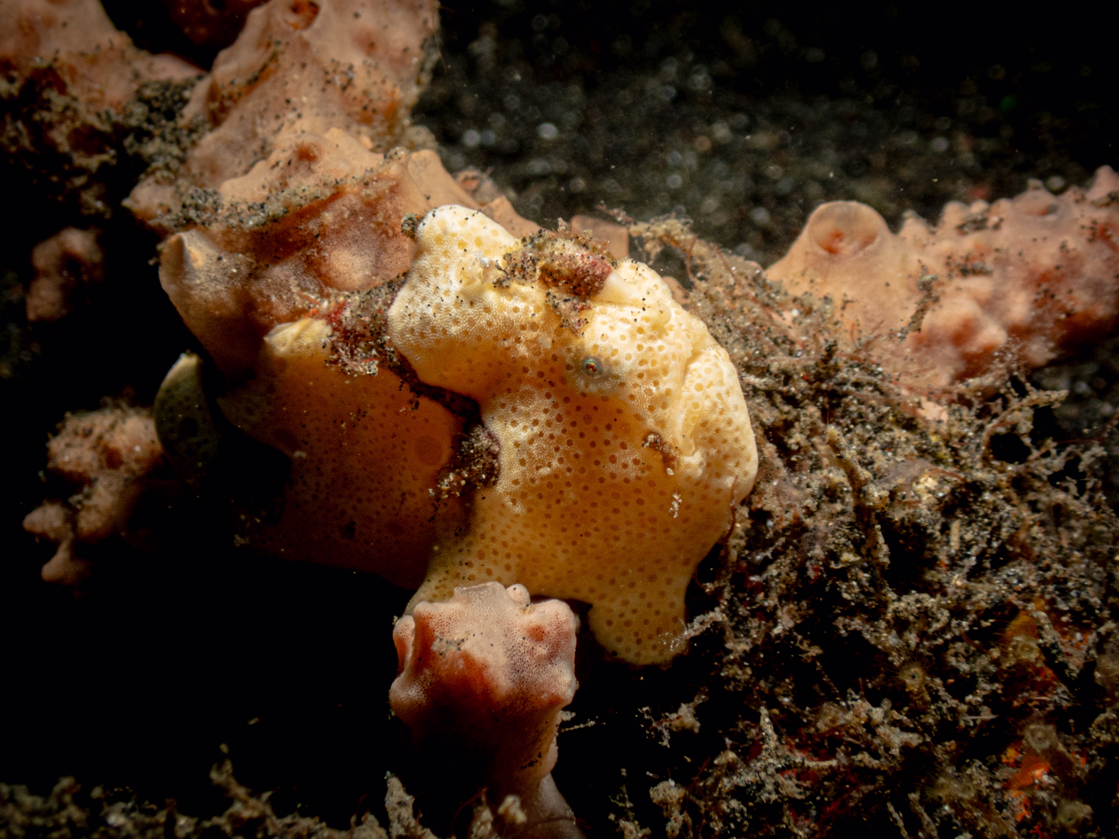 Painted Frogfish