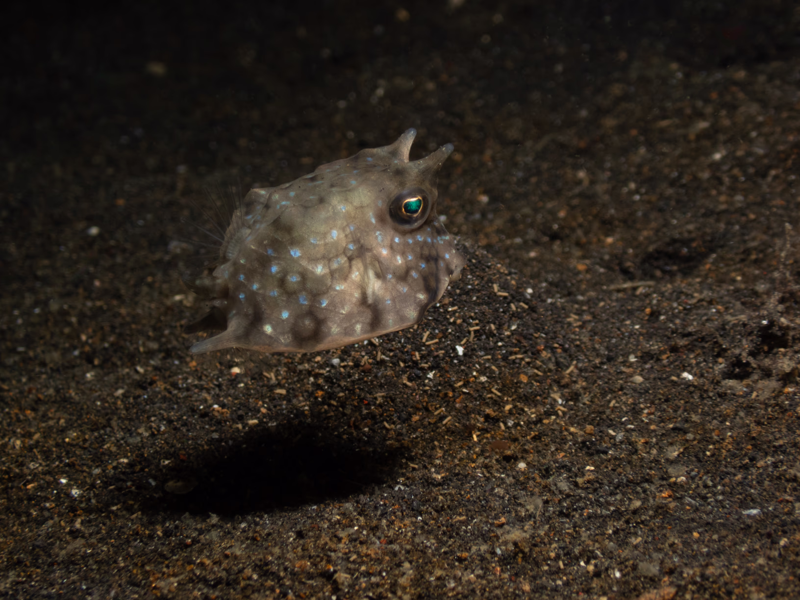 Image 56 from Lembeh 2025 album