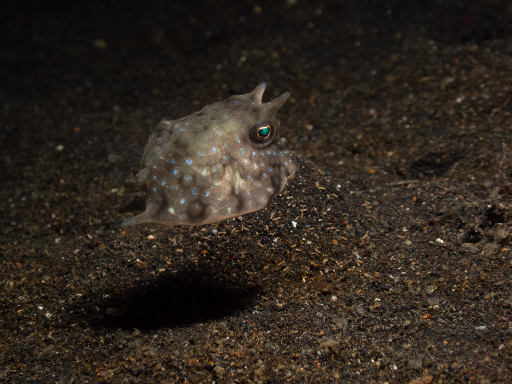 Image 56 from Lembeh 2025 album