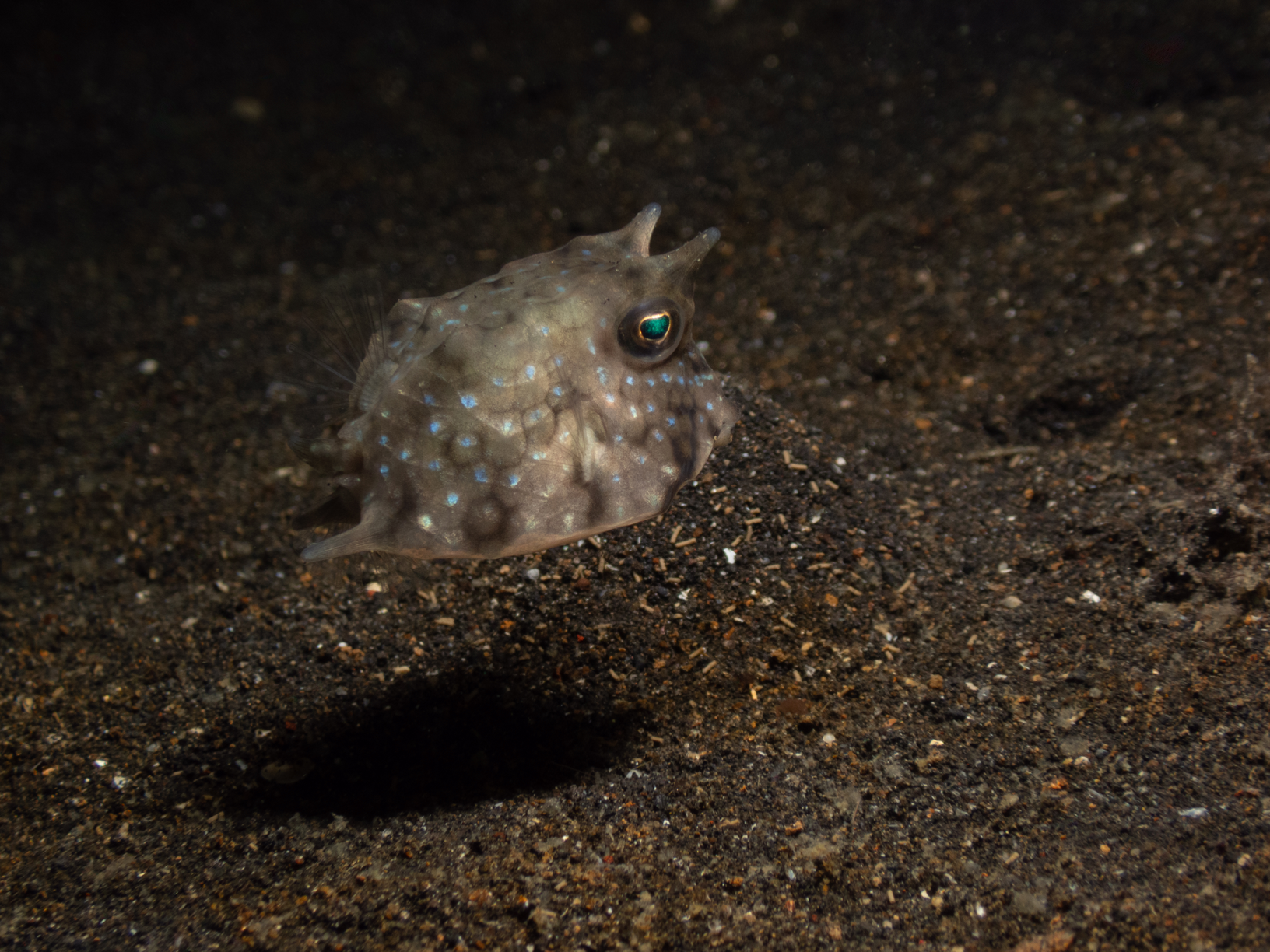 Boxfish