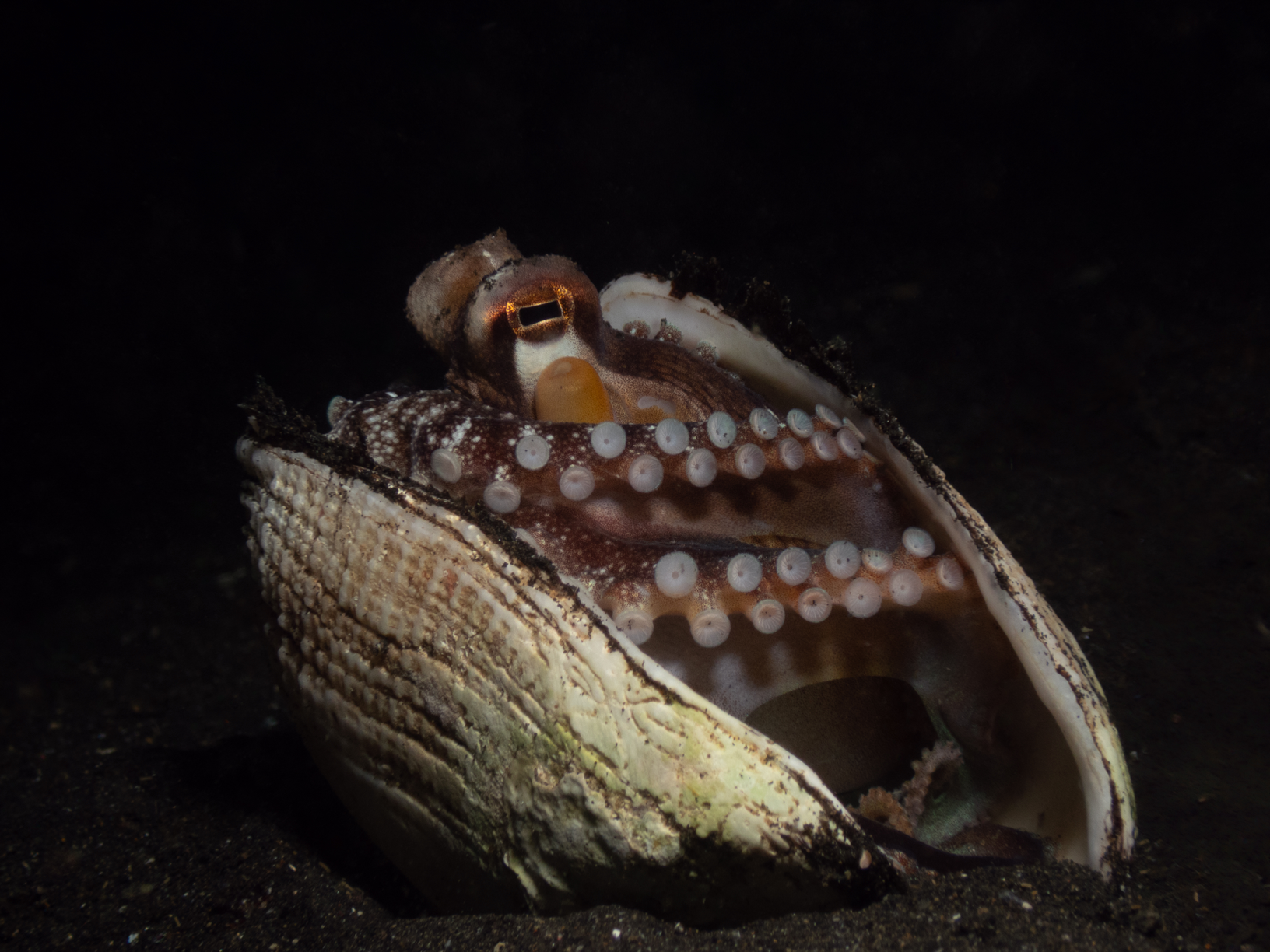 Coconut Octopus