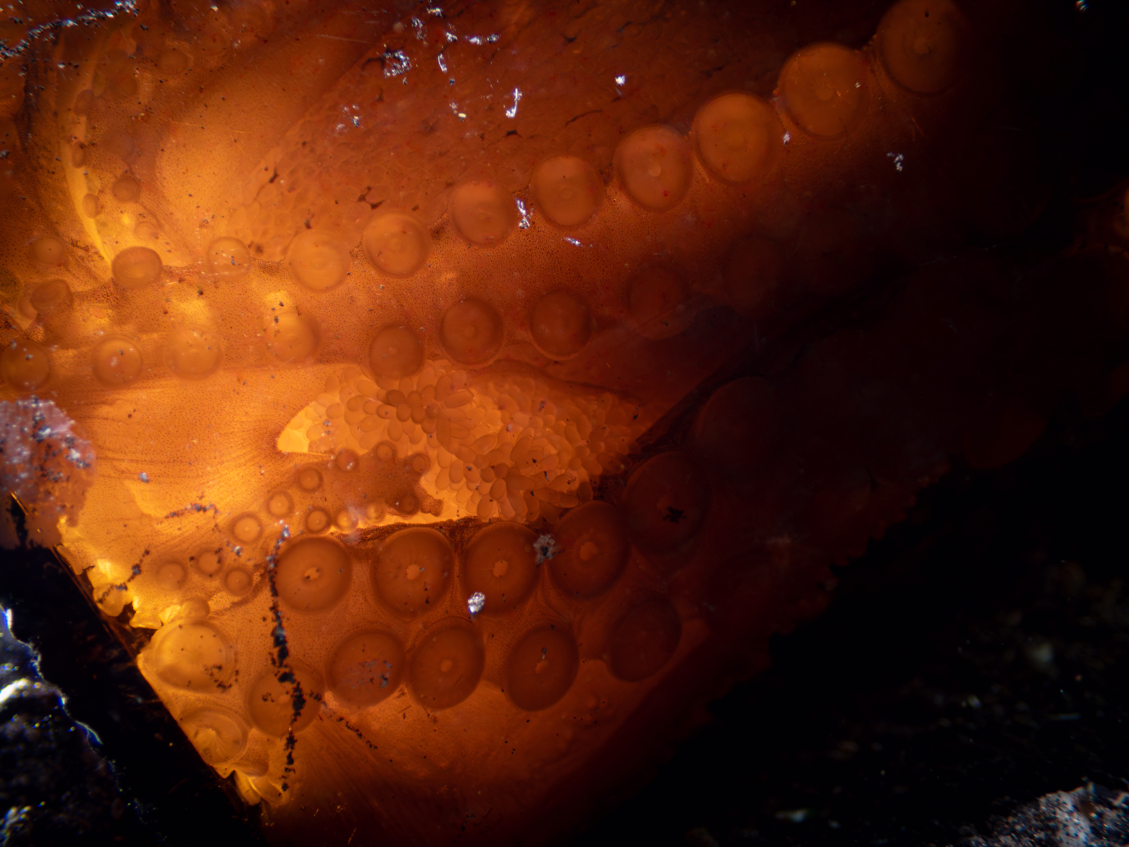 Octopus Eggs