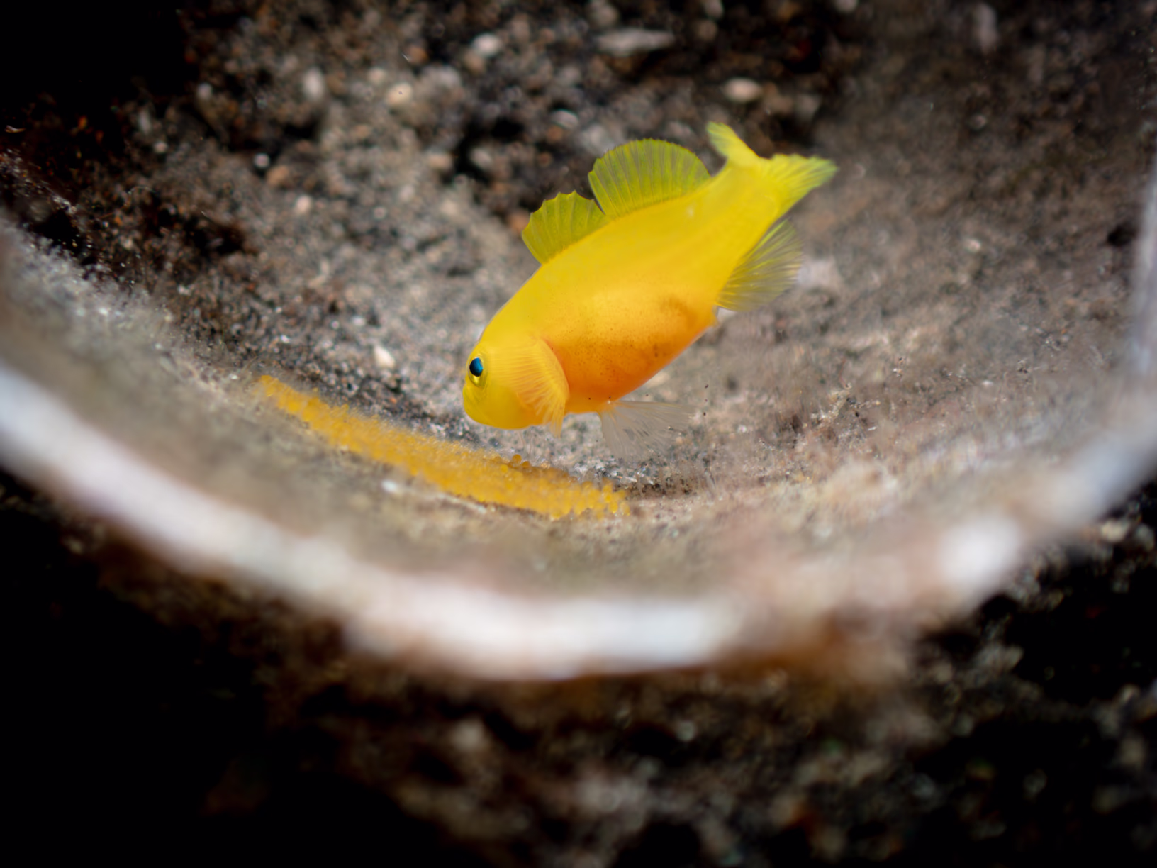 Image 1 from Lembeh 2025 album