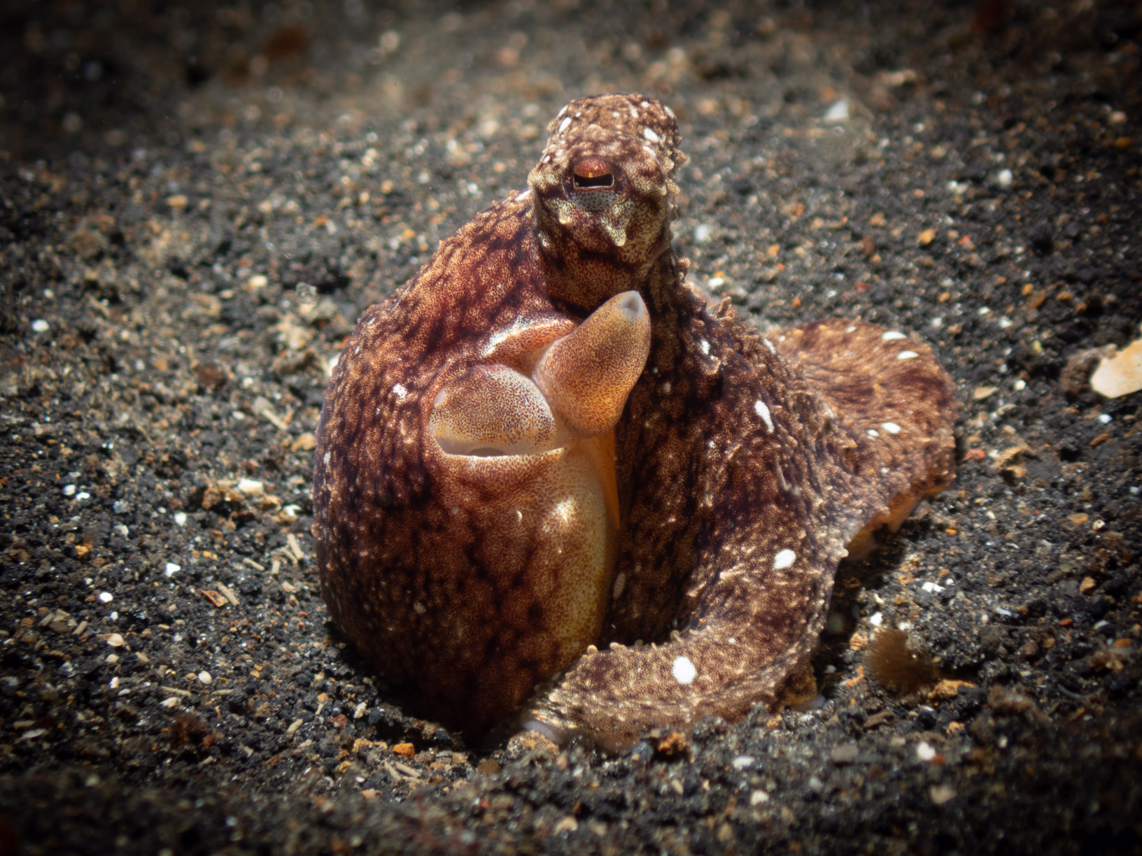 Image 57 from Lembeh 2025 album