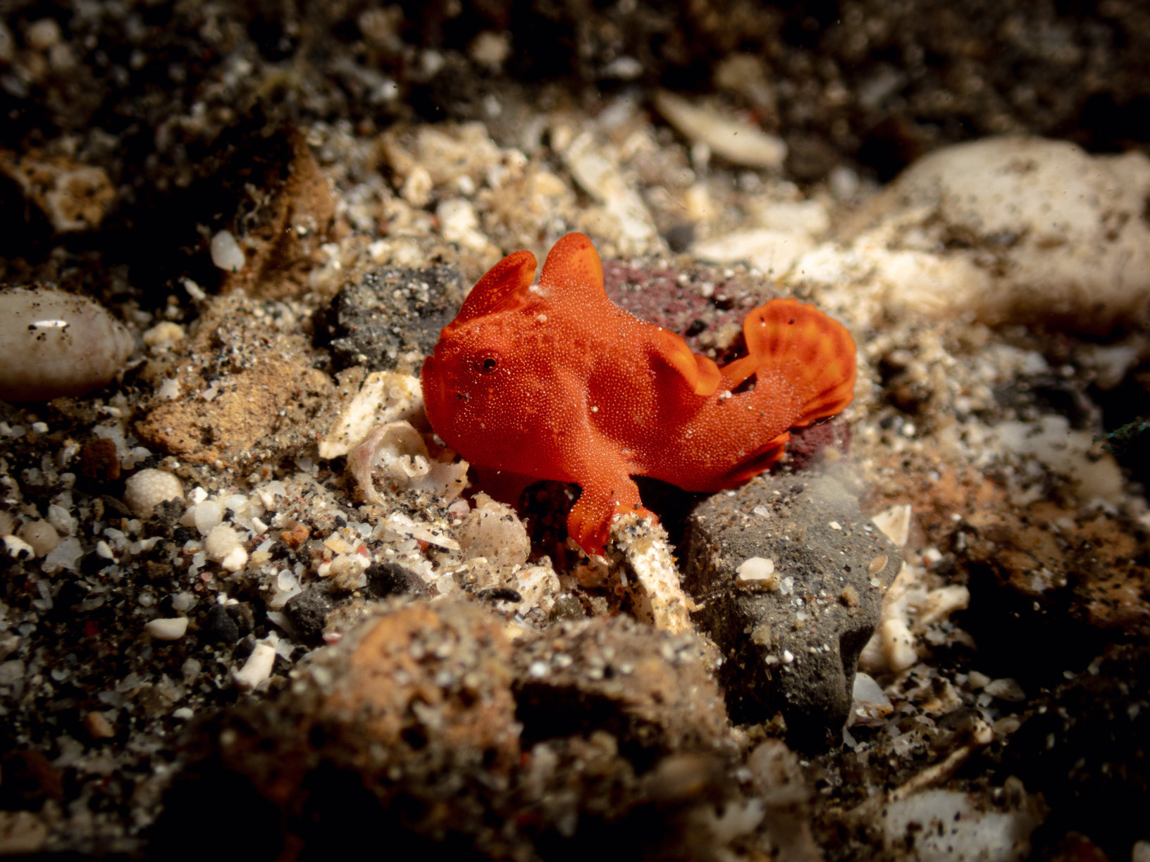 Frogfish