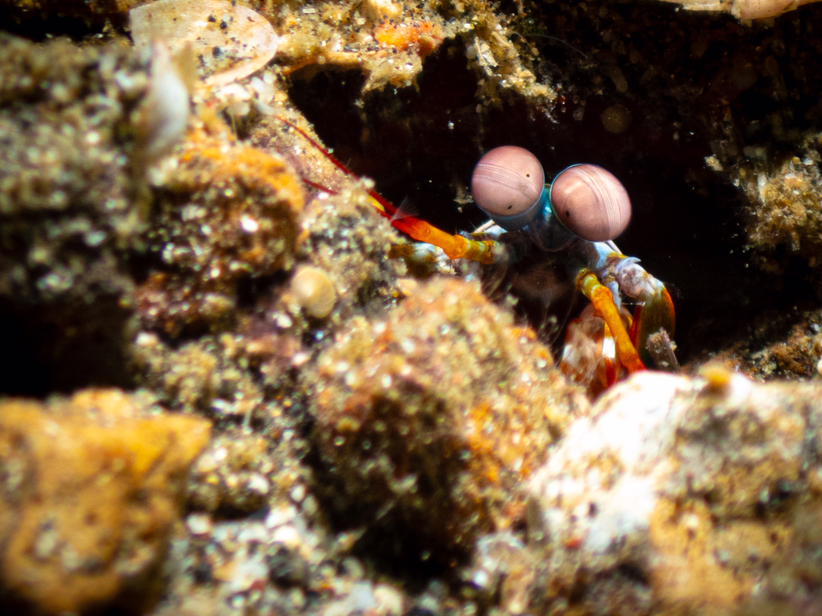Rainbow Mantis Shrimp