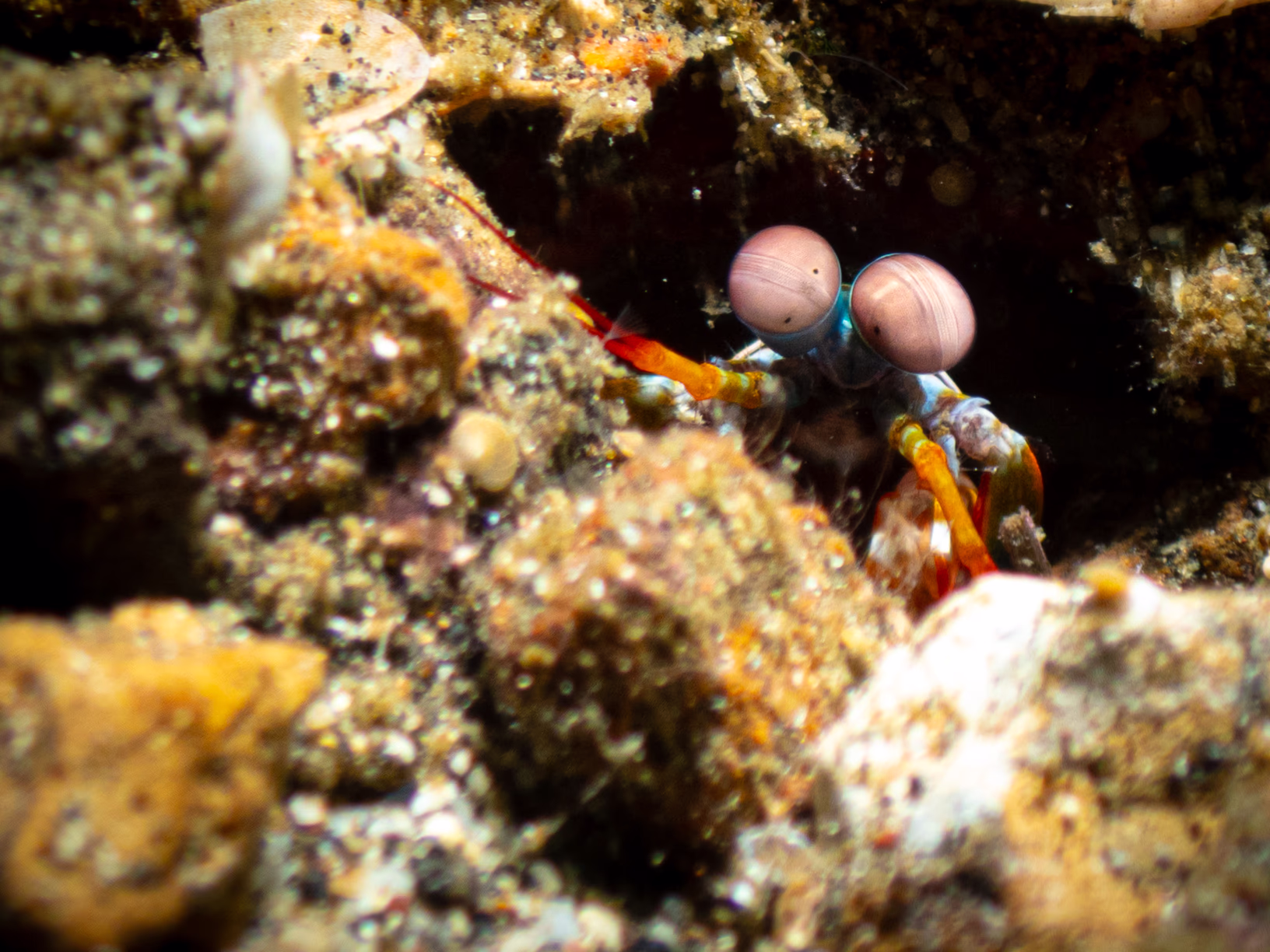 Image 58 from Lembeh 2025 album