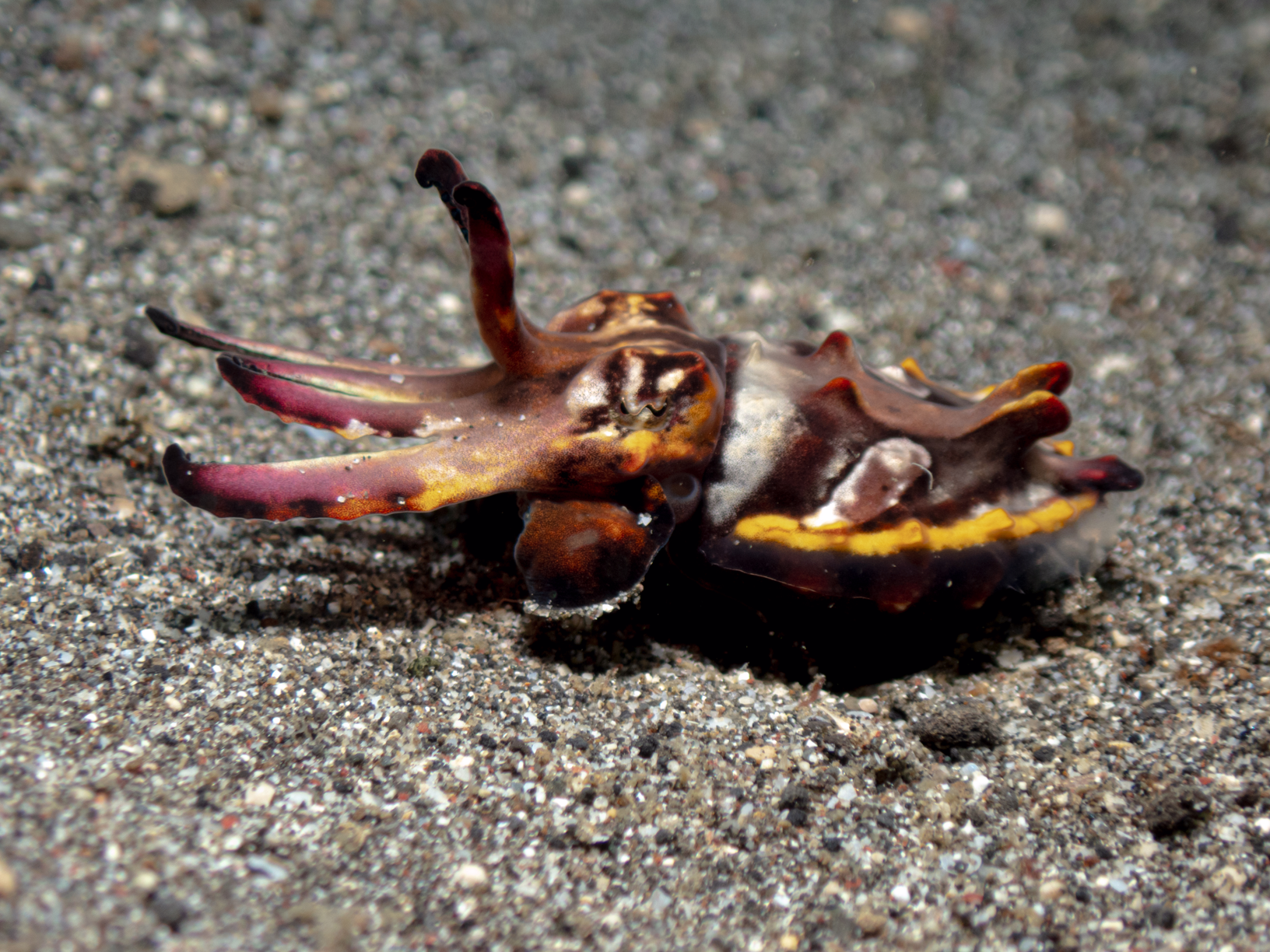 Juvenile Flamboyant Cuttlefish