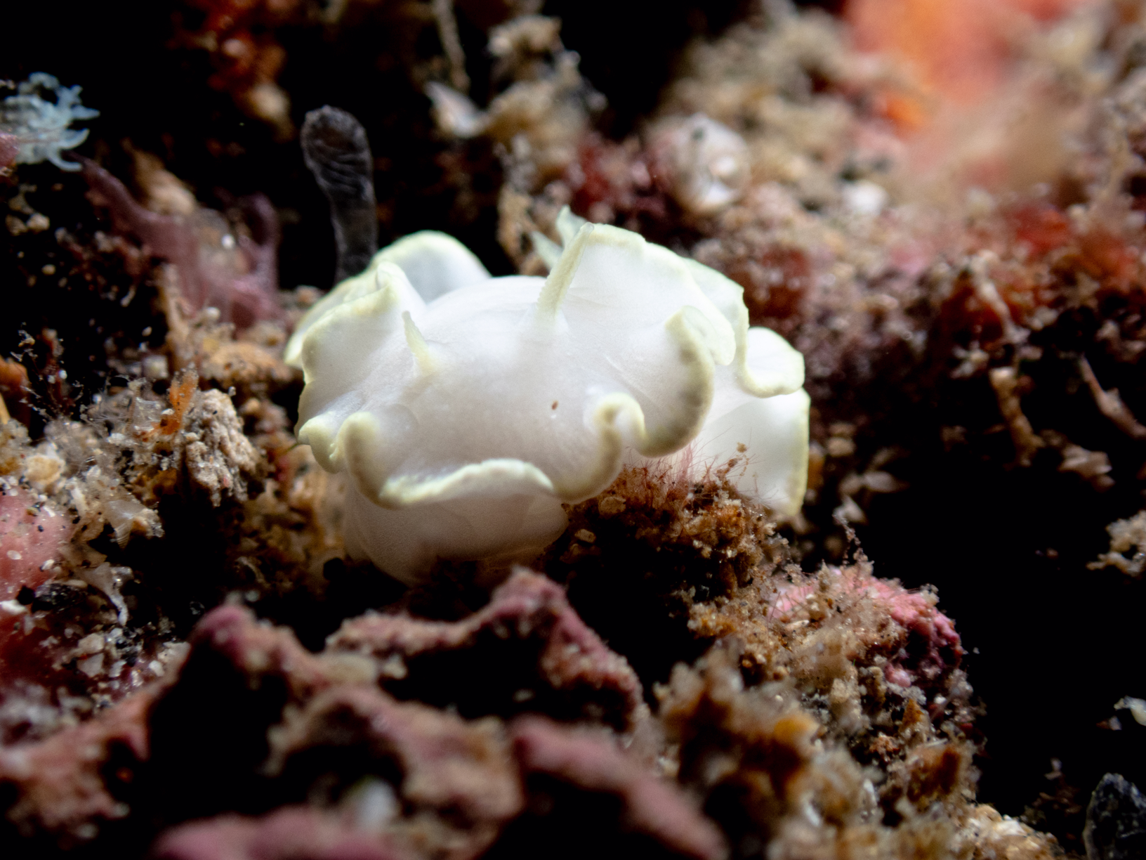 Nudibranch