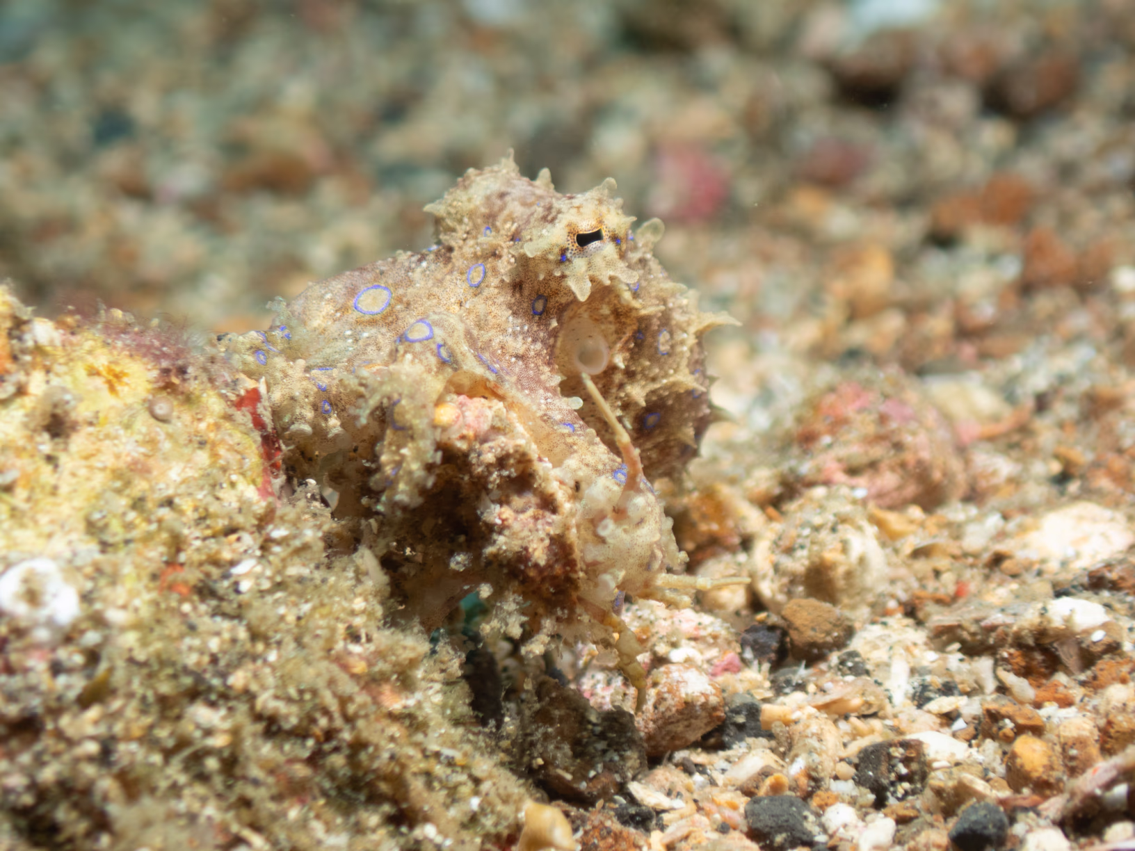 Image 60 from Lembeh 2025 album