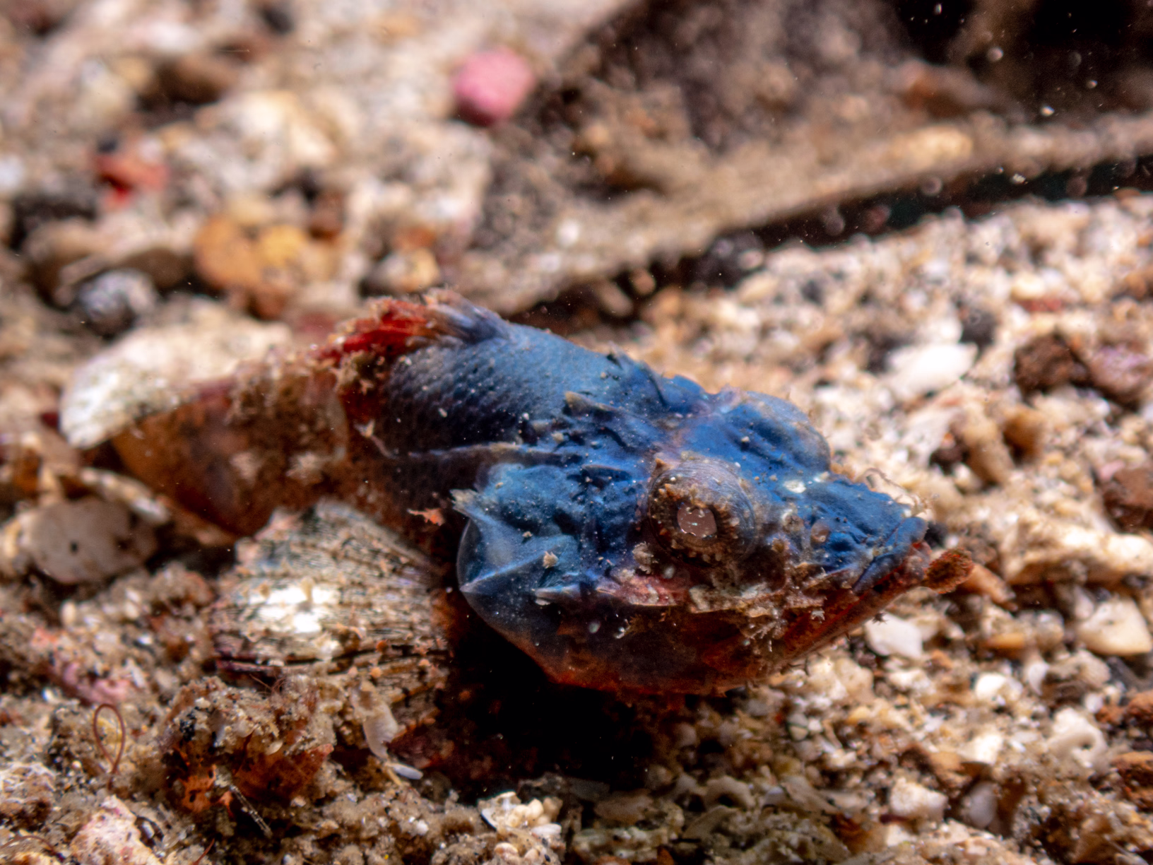 Image 21 from Lembeh 2025 album