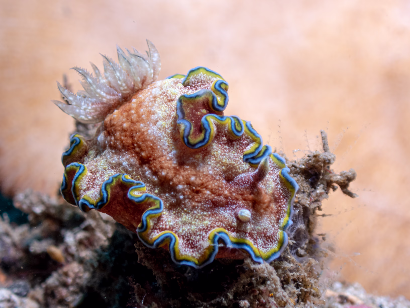 Image 22 from Lembeh 2025 album