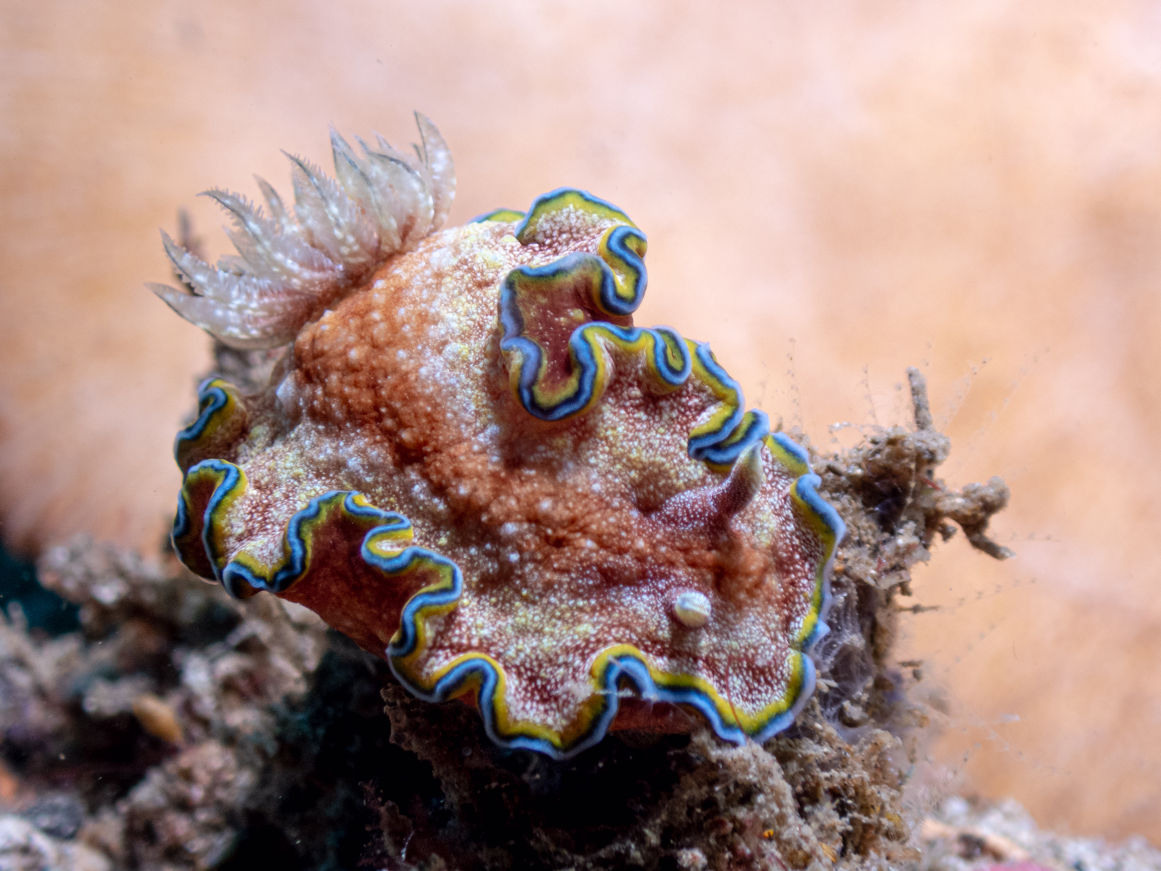 Nudibranch