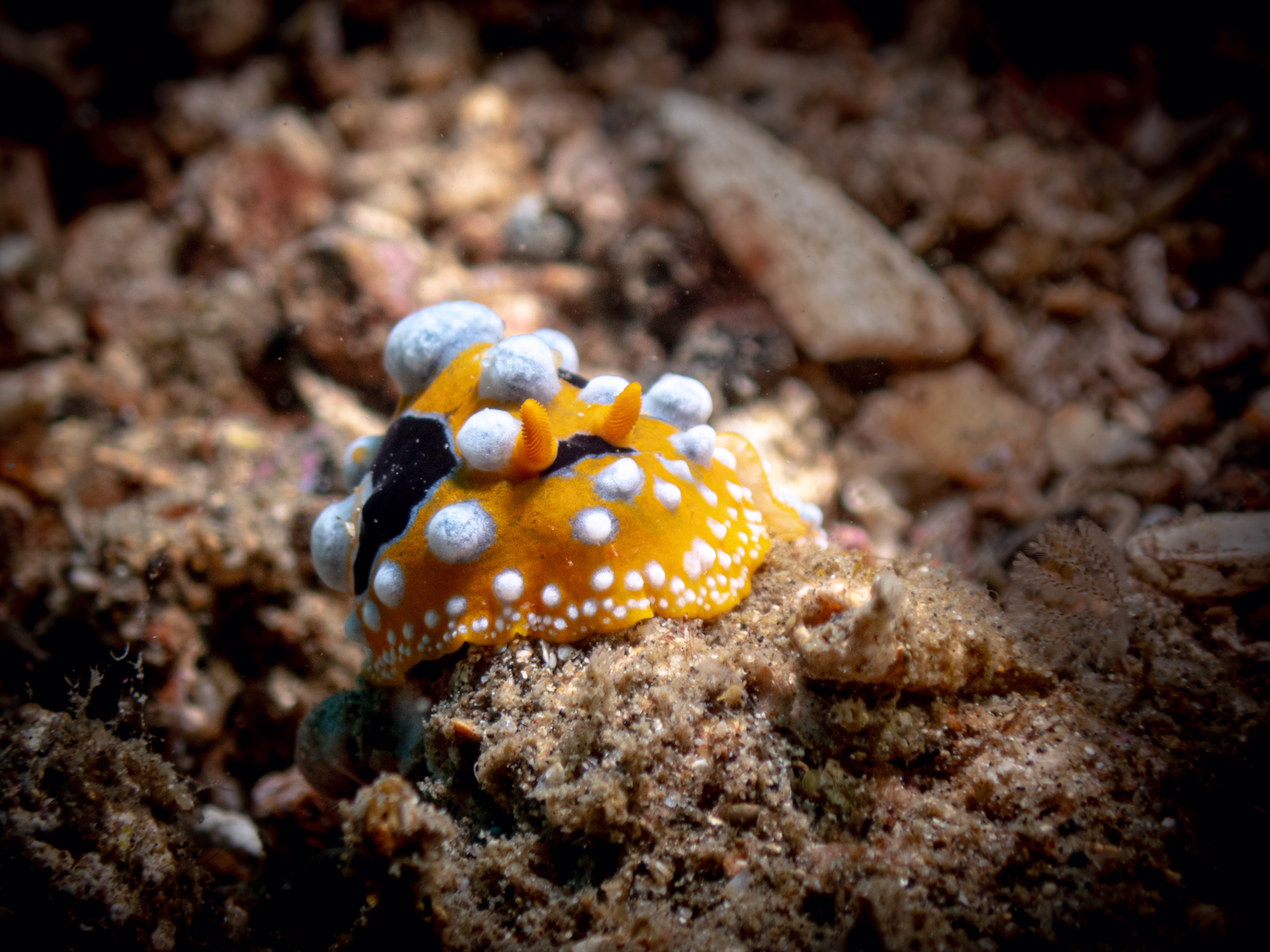 Nudibranch