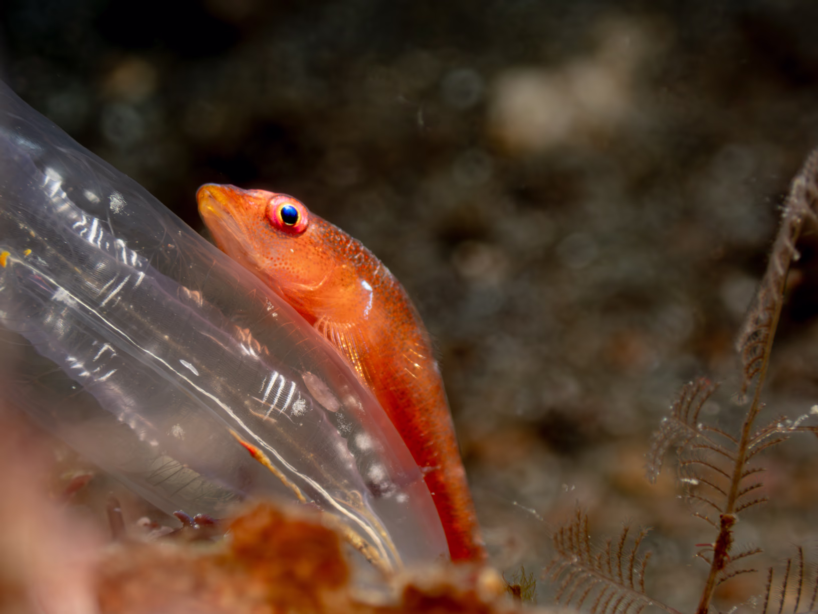 Image 24 from Lembeh 2025 album