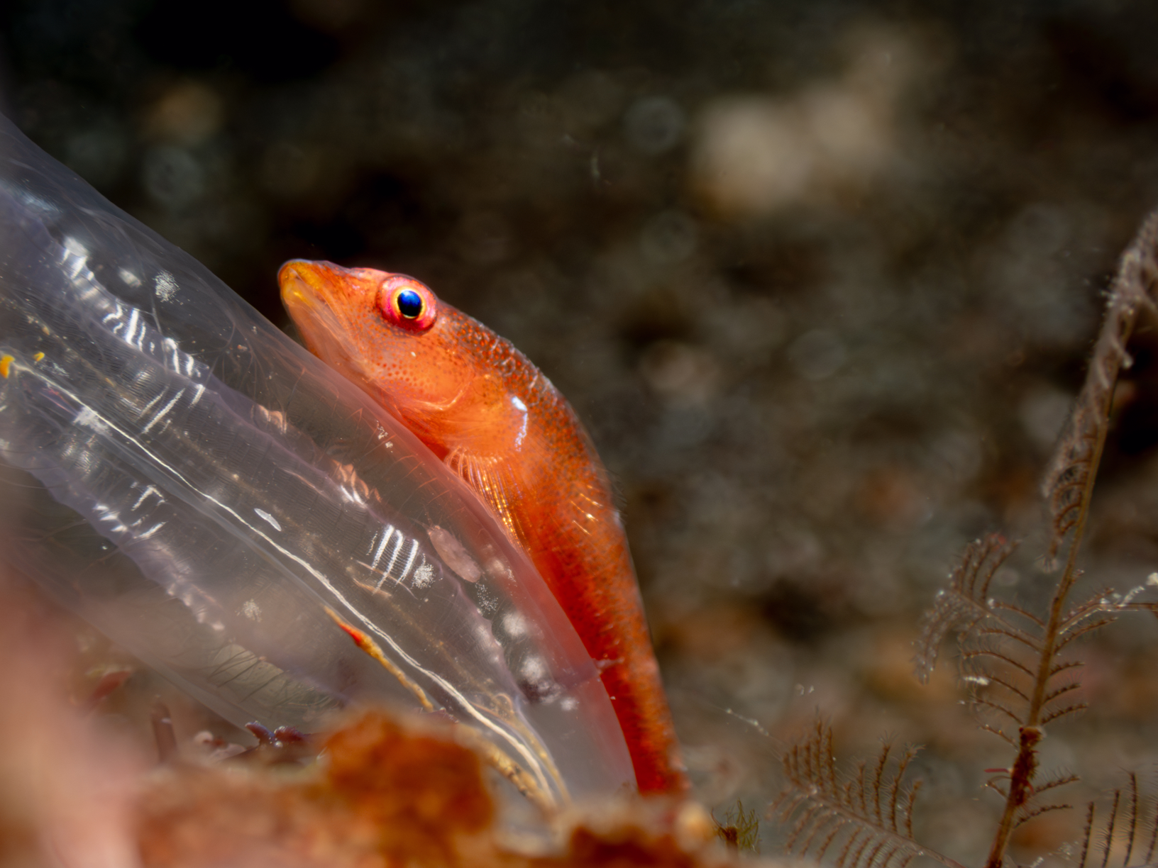 Image from Lembeh 2025
