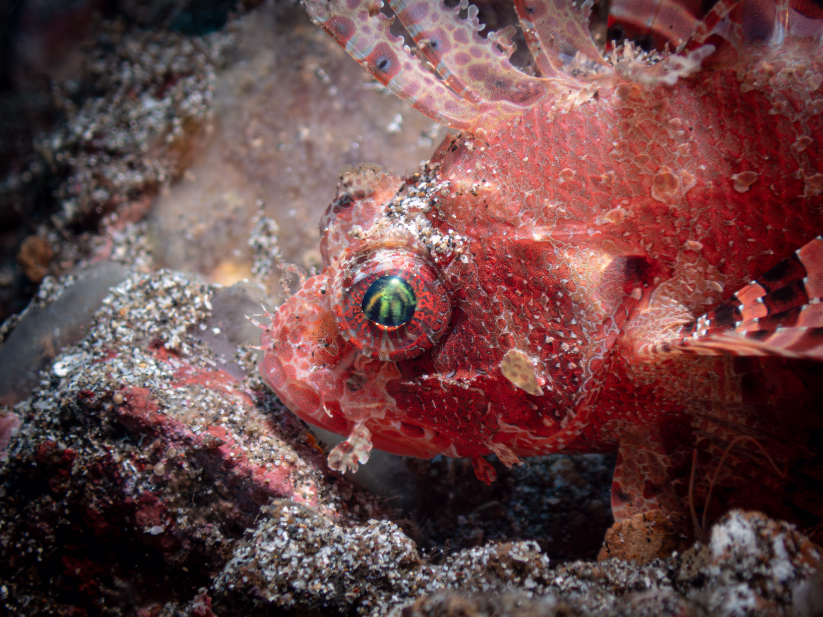 Image from Lembeh 2025