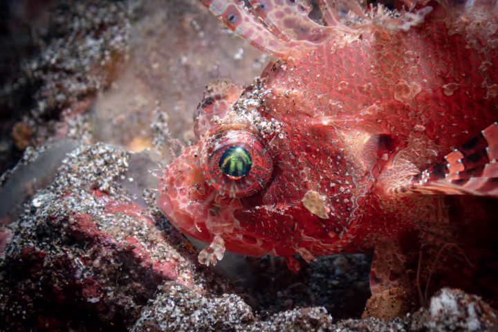 Lembeh 2025