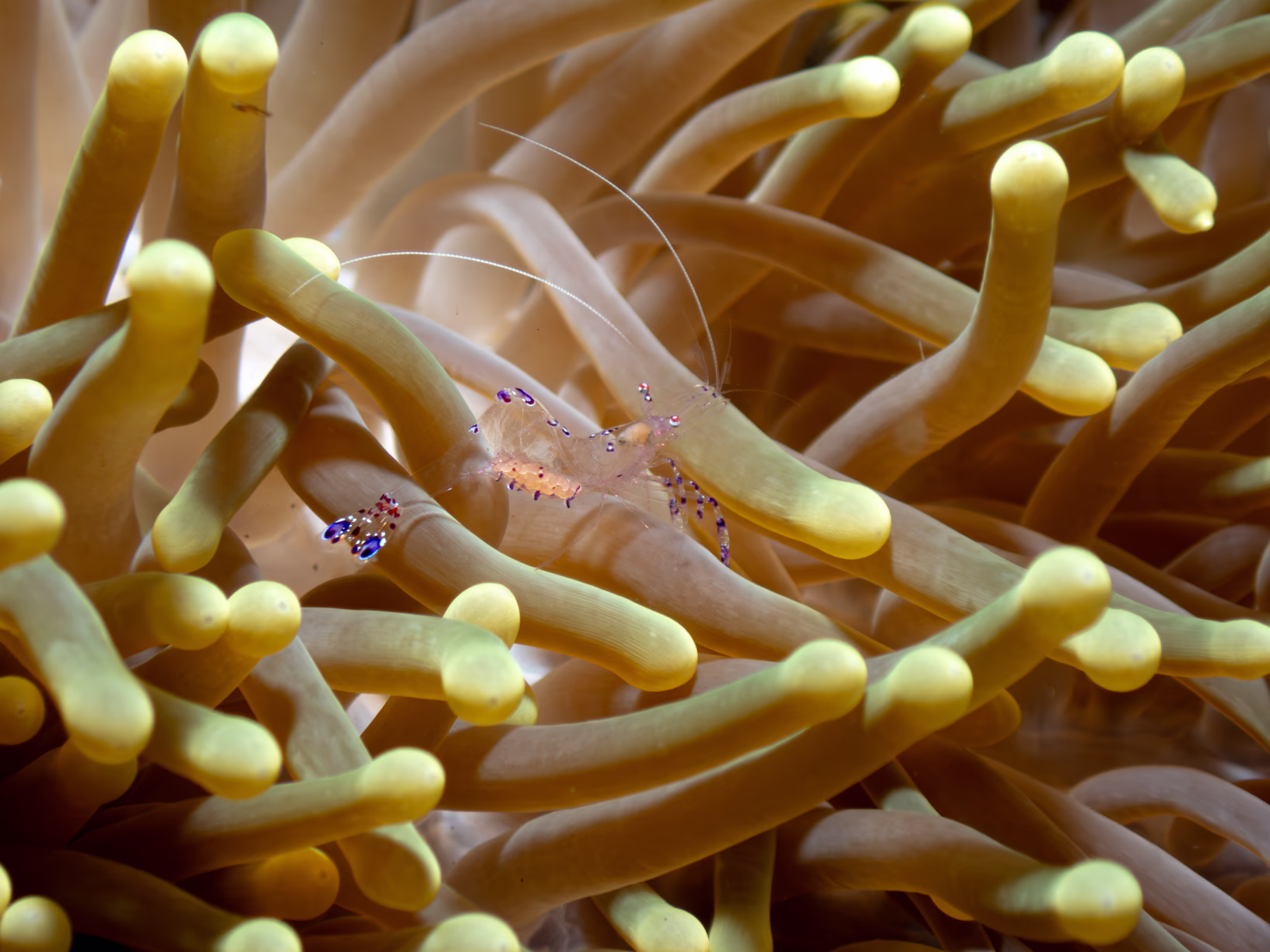 Image 4 from Lembeh 2025 album