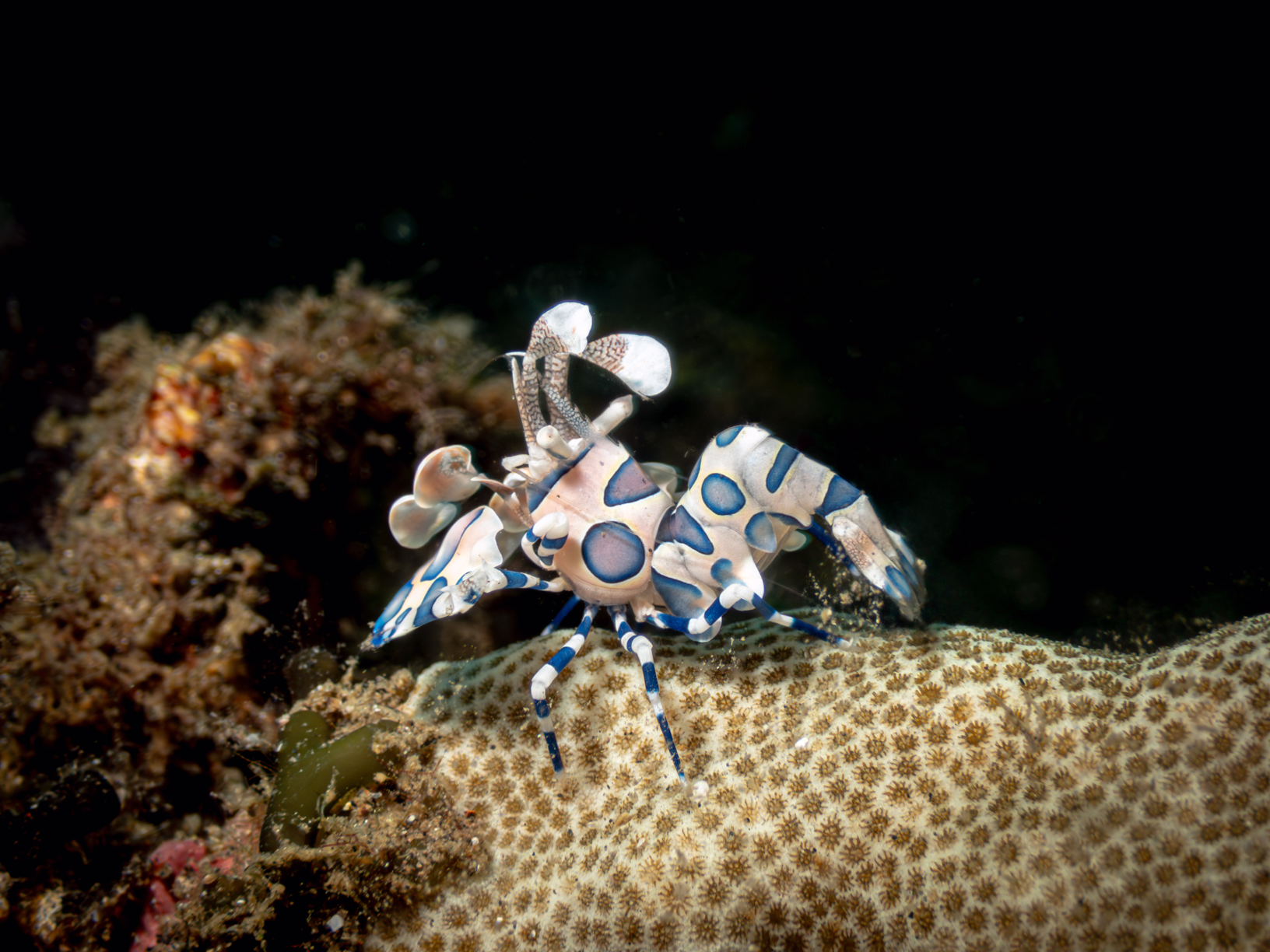 Harlequin Shrimp