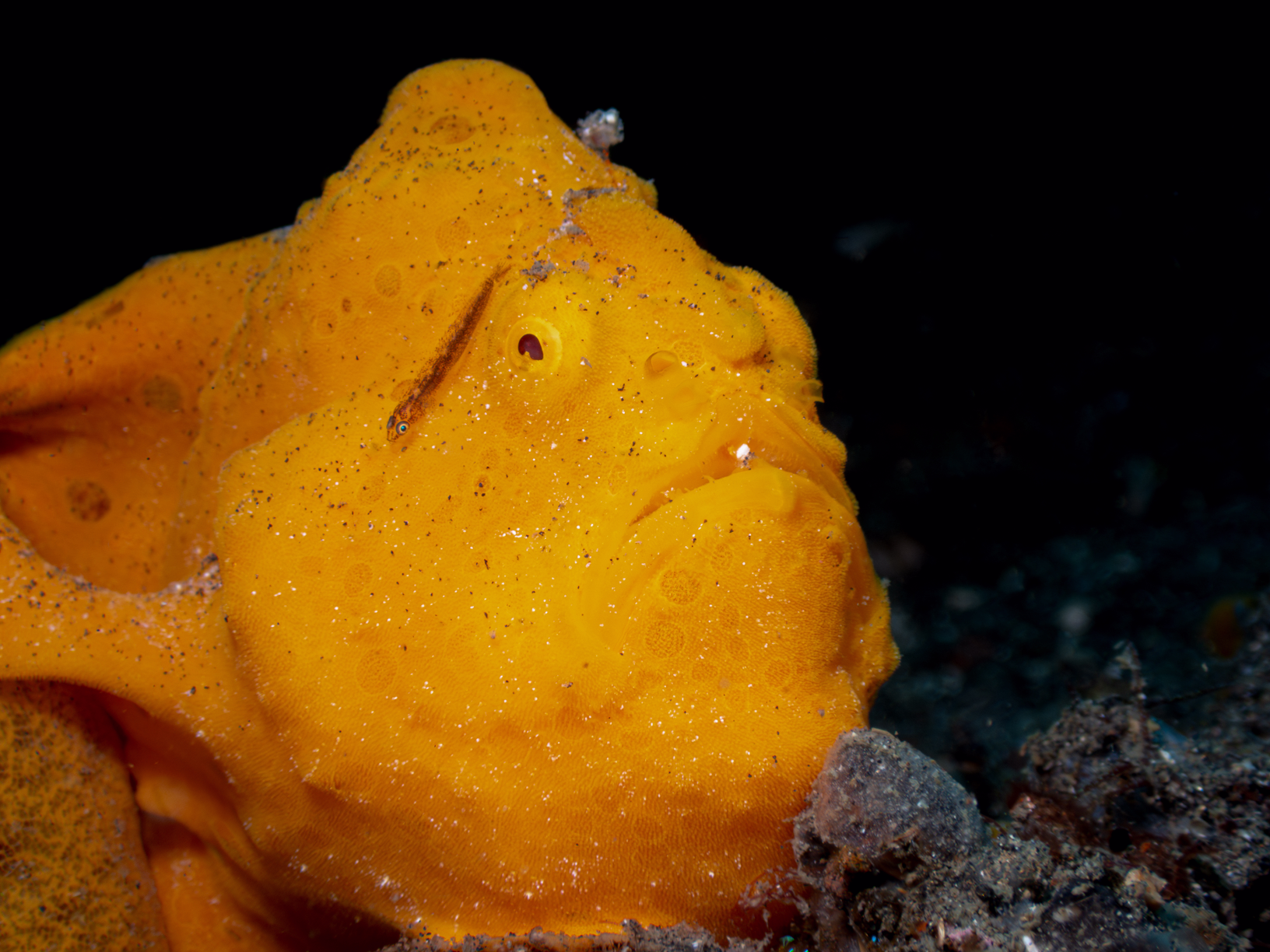 Frogfish