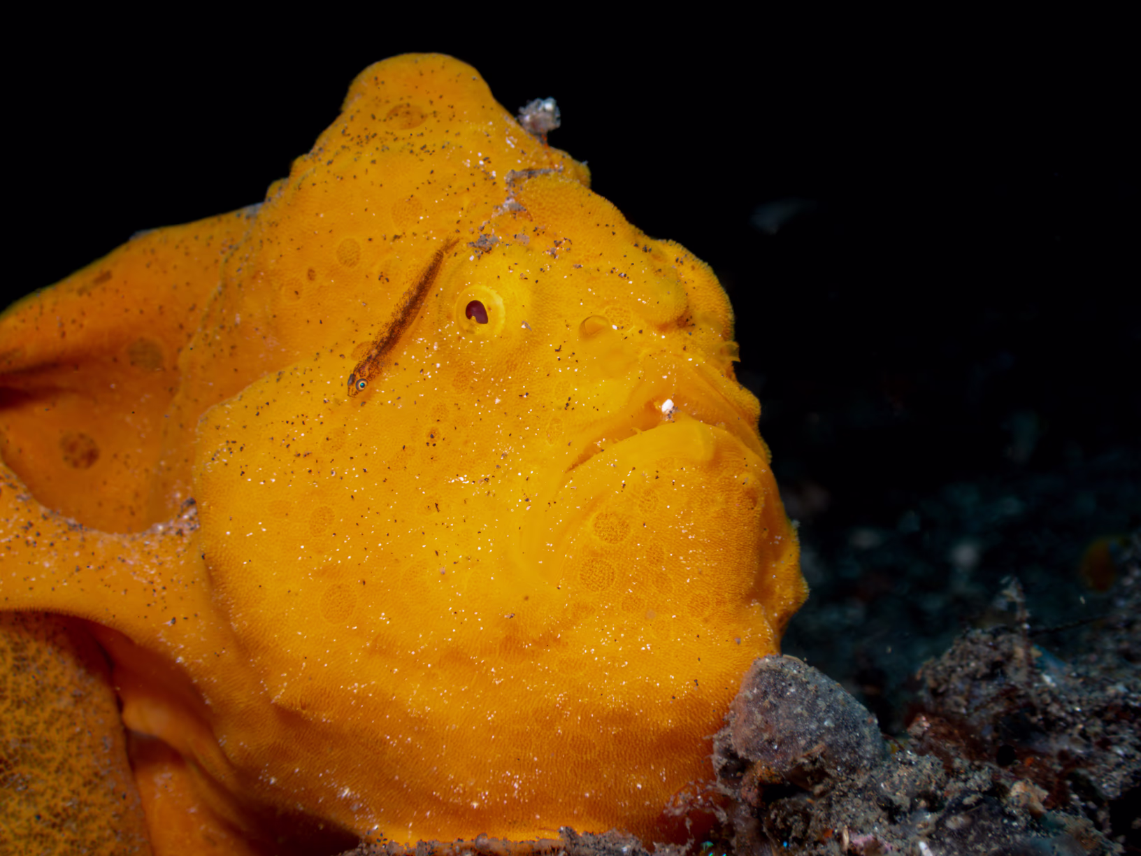 Image 25 from Lembeh 2025 album